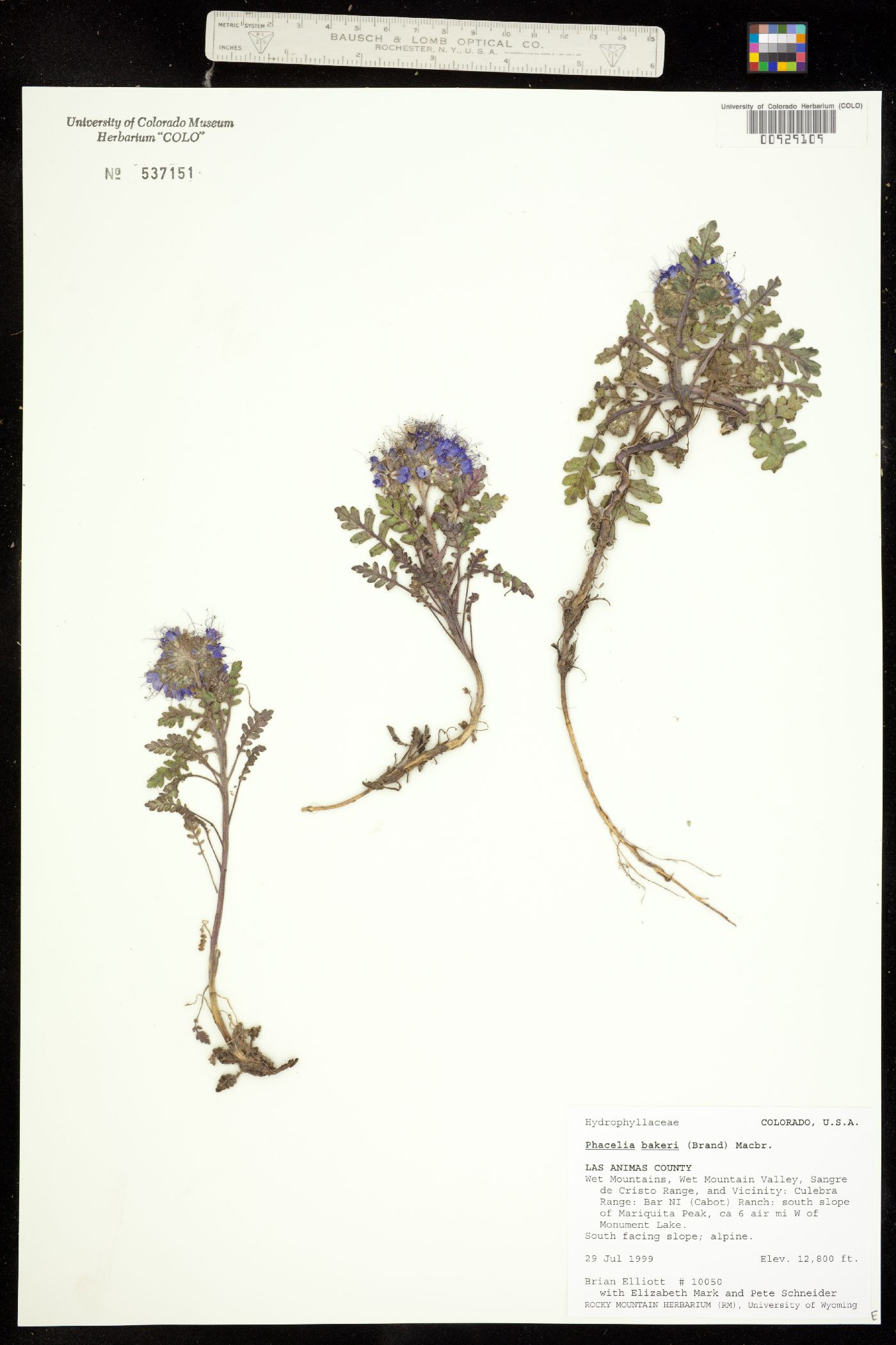 Phacelia bakeri image