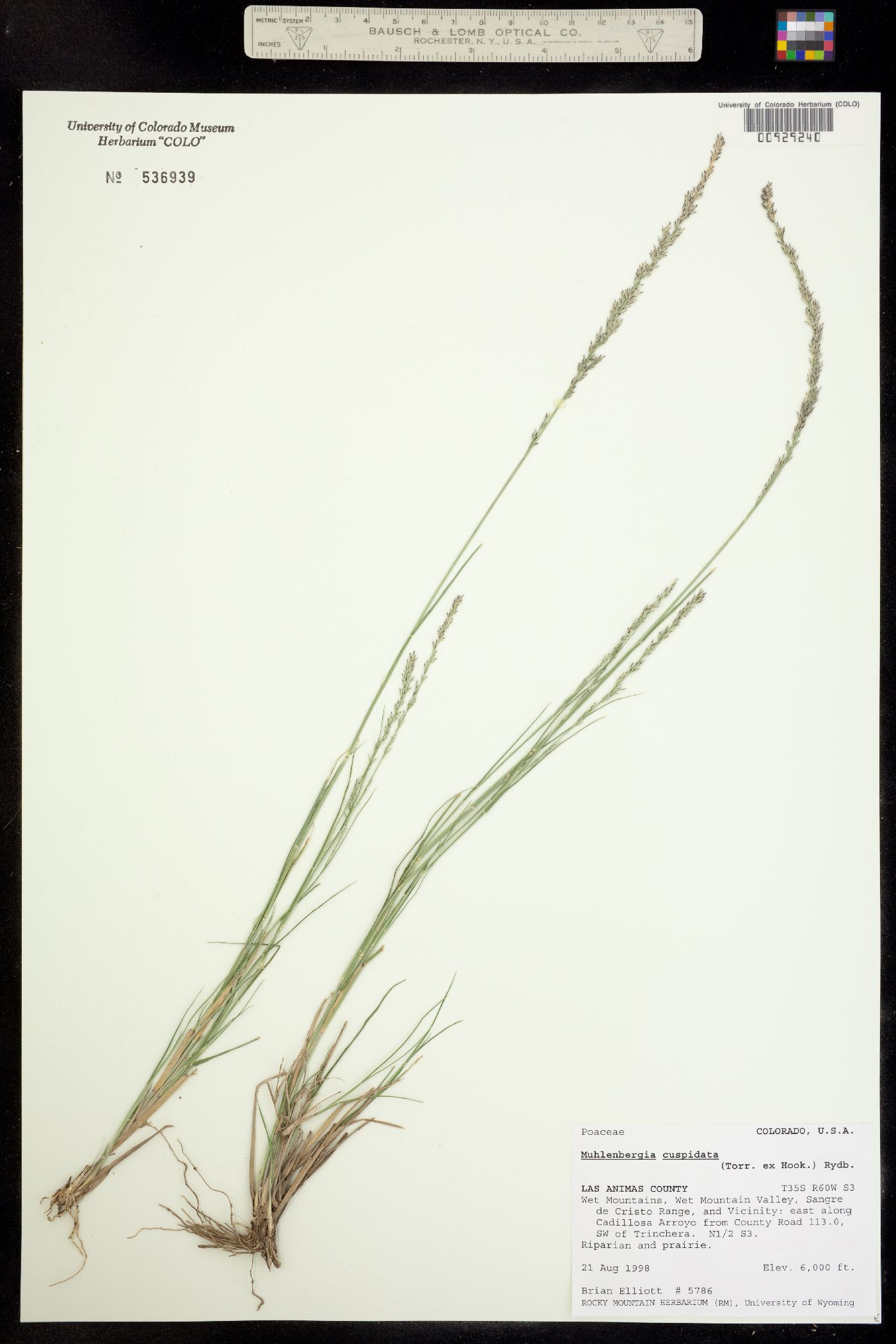 Muhlenbergia cuspidata image