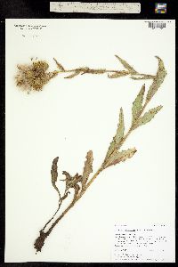Cirsium pallidum image