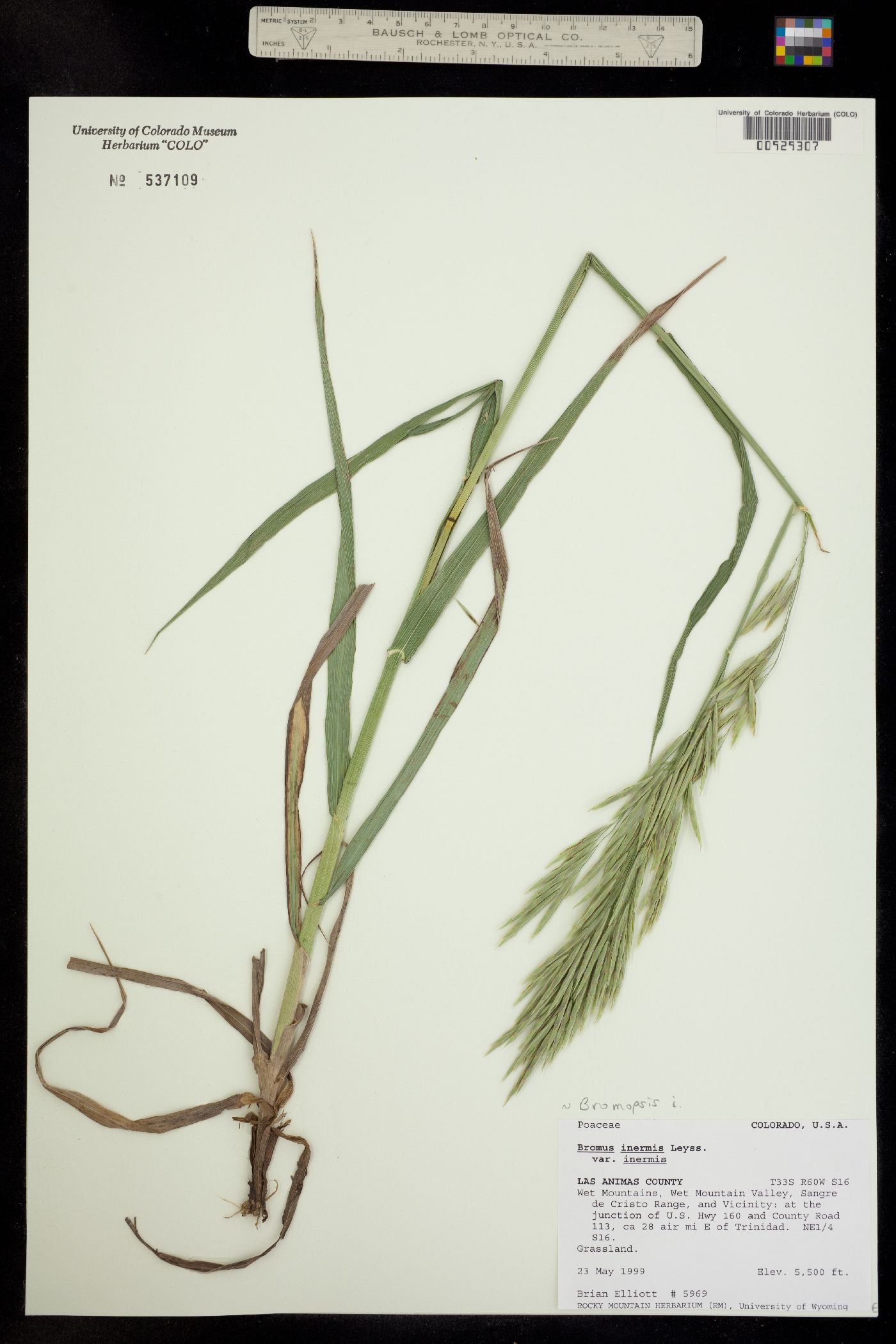 Bromus inermis image