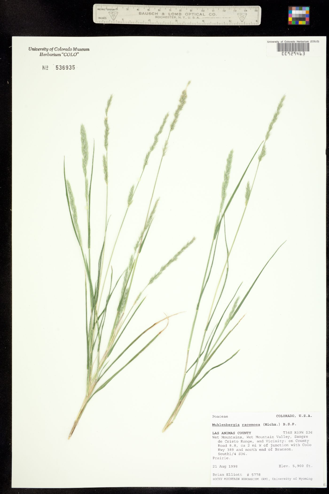 Muhlenbergia racemosa image