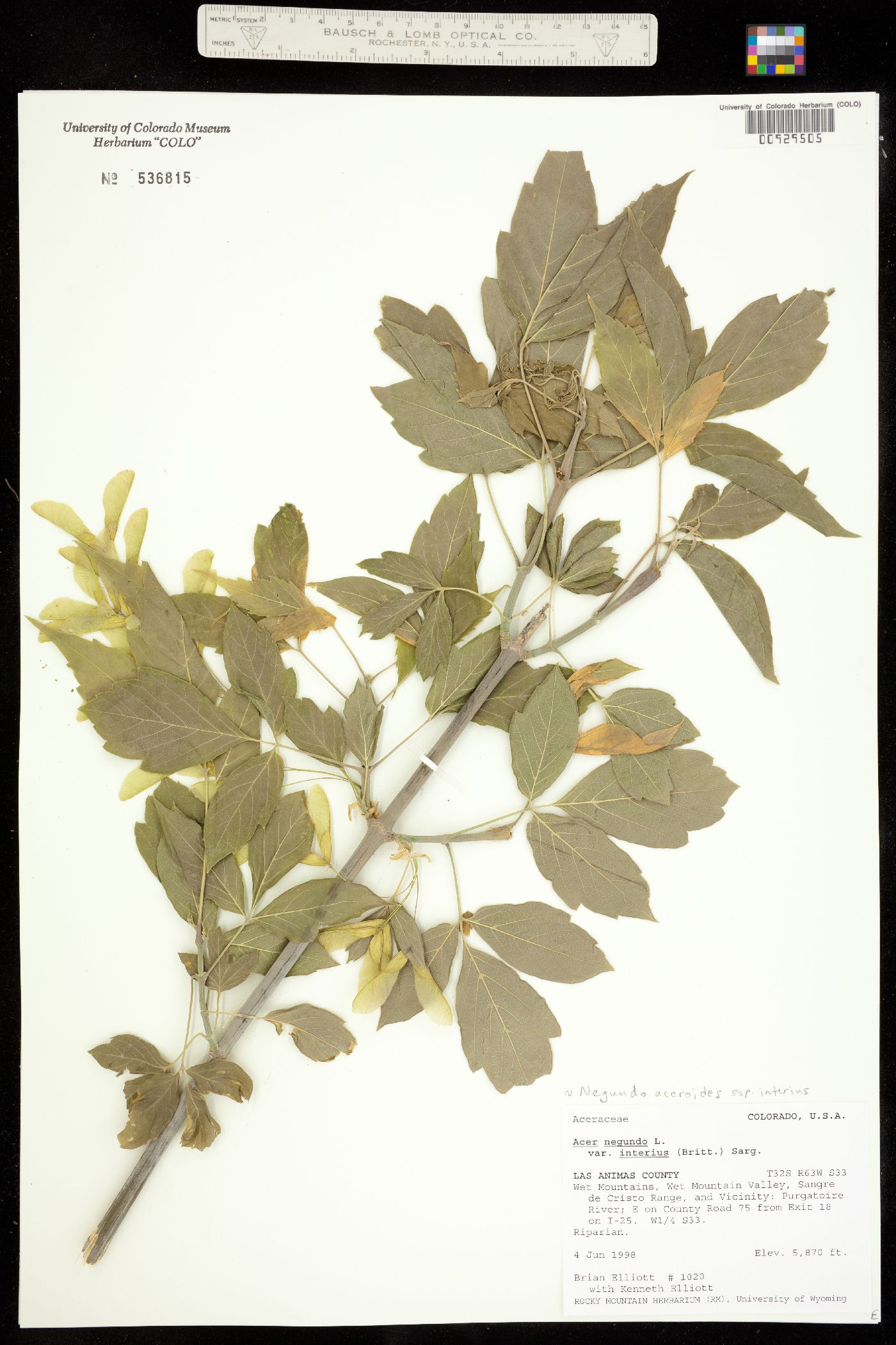 Acer negundo var. interius image
