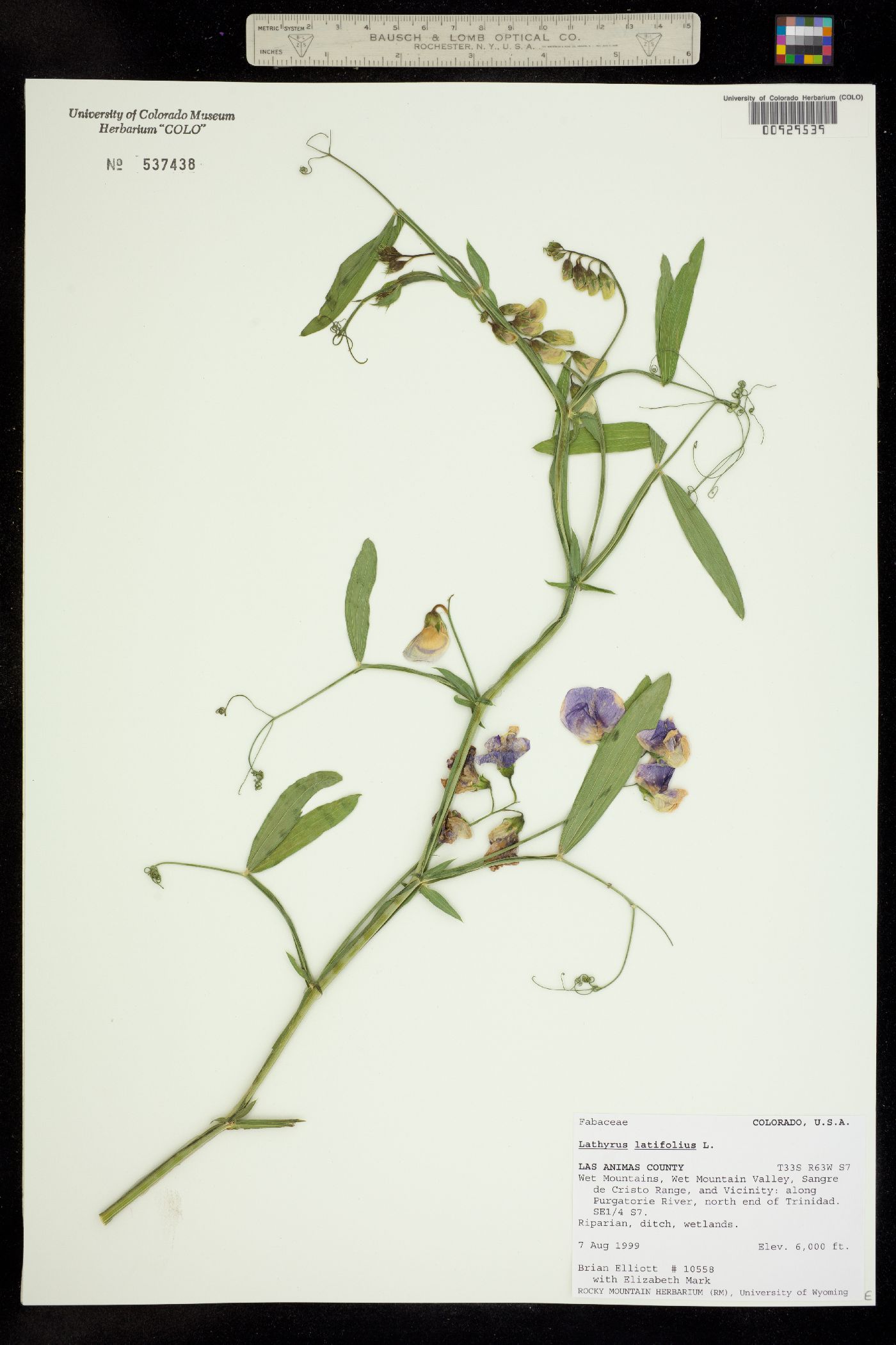 Lathyrus latifolius image