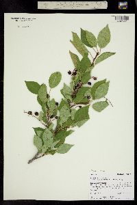 Prunus virginiana var. melanocarpa image