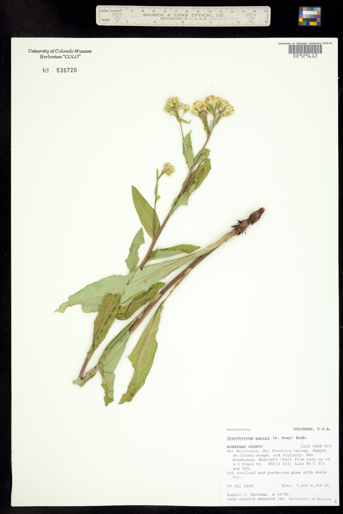 Oreochrysum parryi image