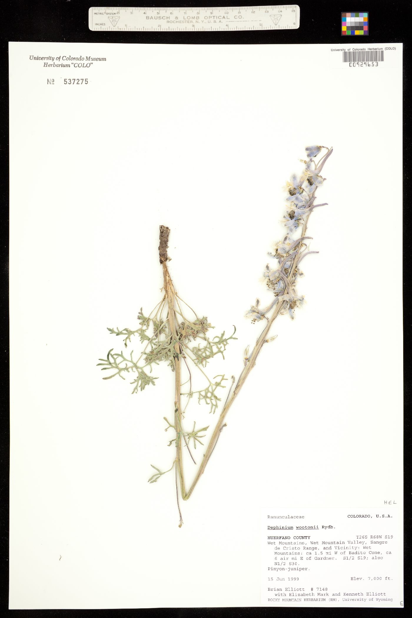 Delphinium wootonii image