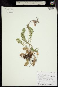 Erythrocoma triflora image