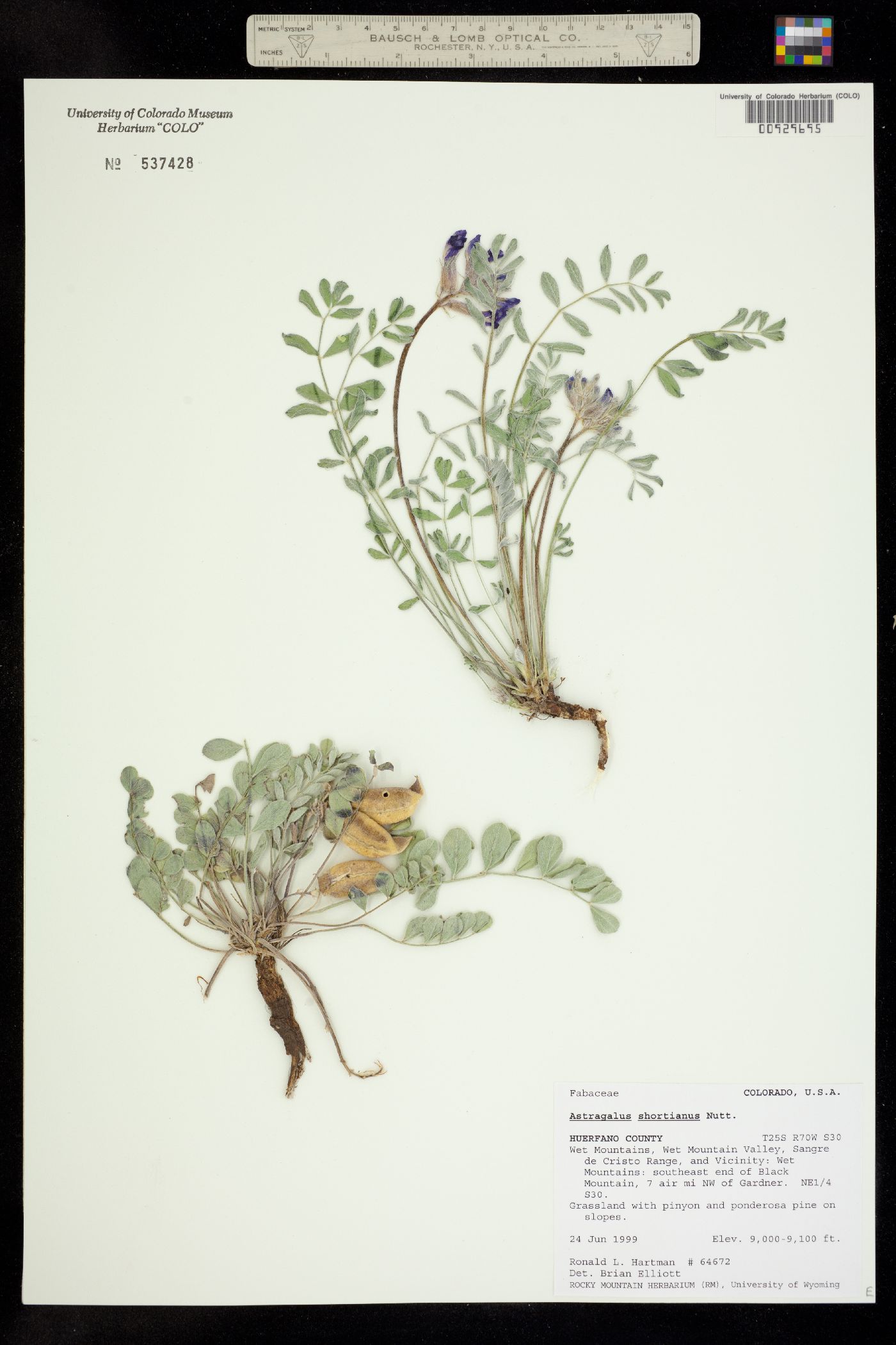 Astragalus shortianus image