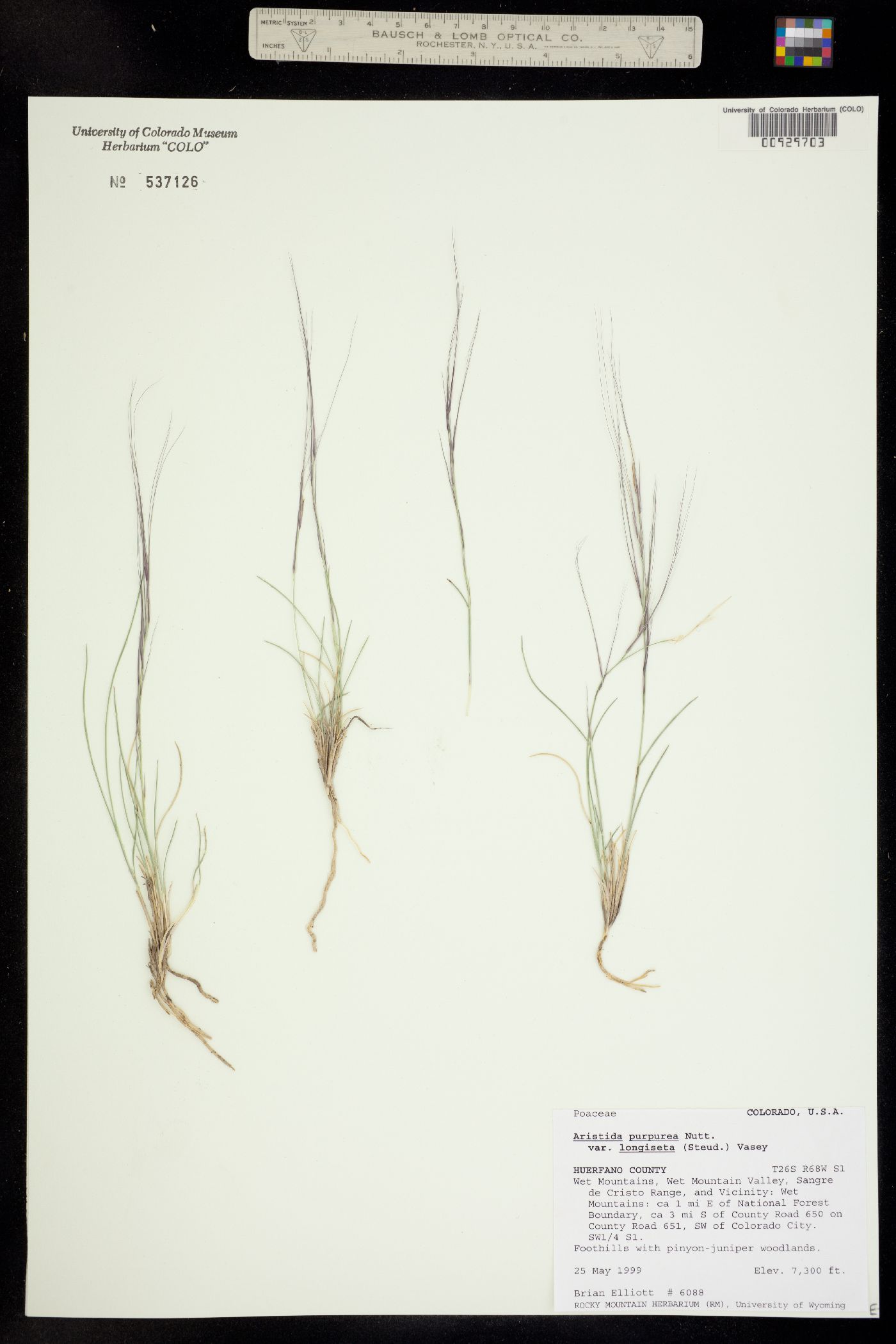 Aristida purpurea var. longiseta image