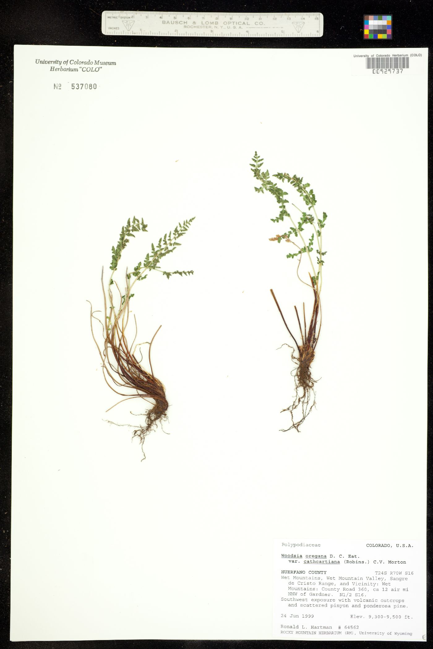Woodsia oregana ssp. cathcartiana image