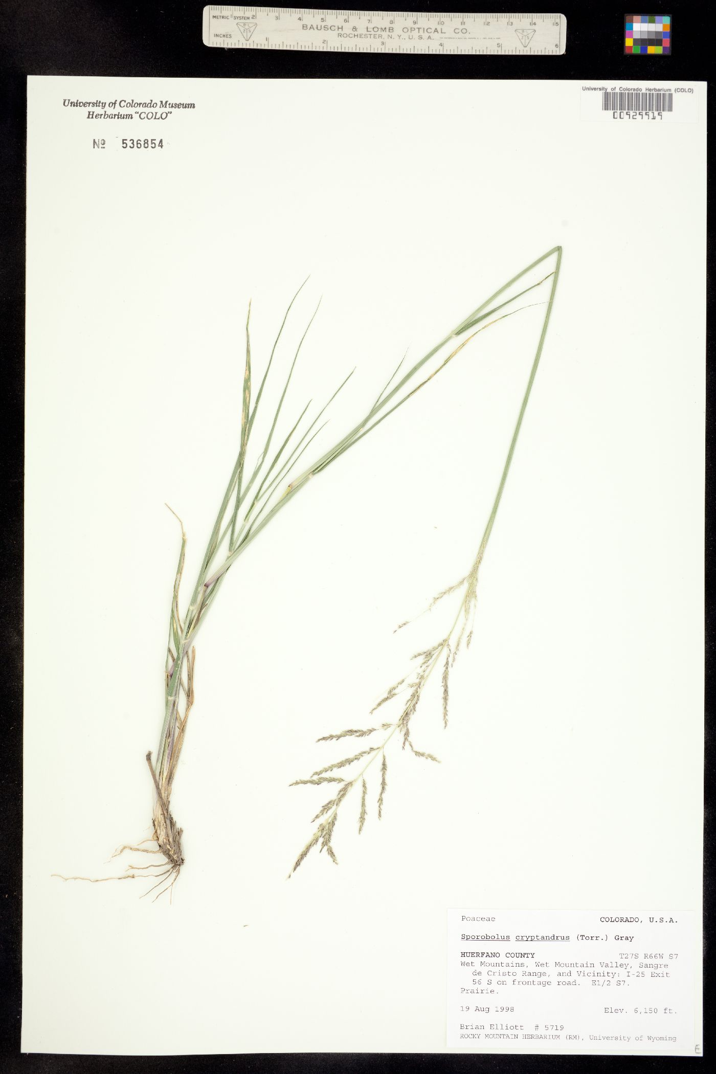 Sporobolus cryptandrus image