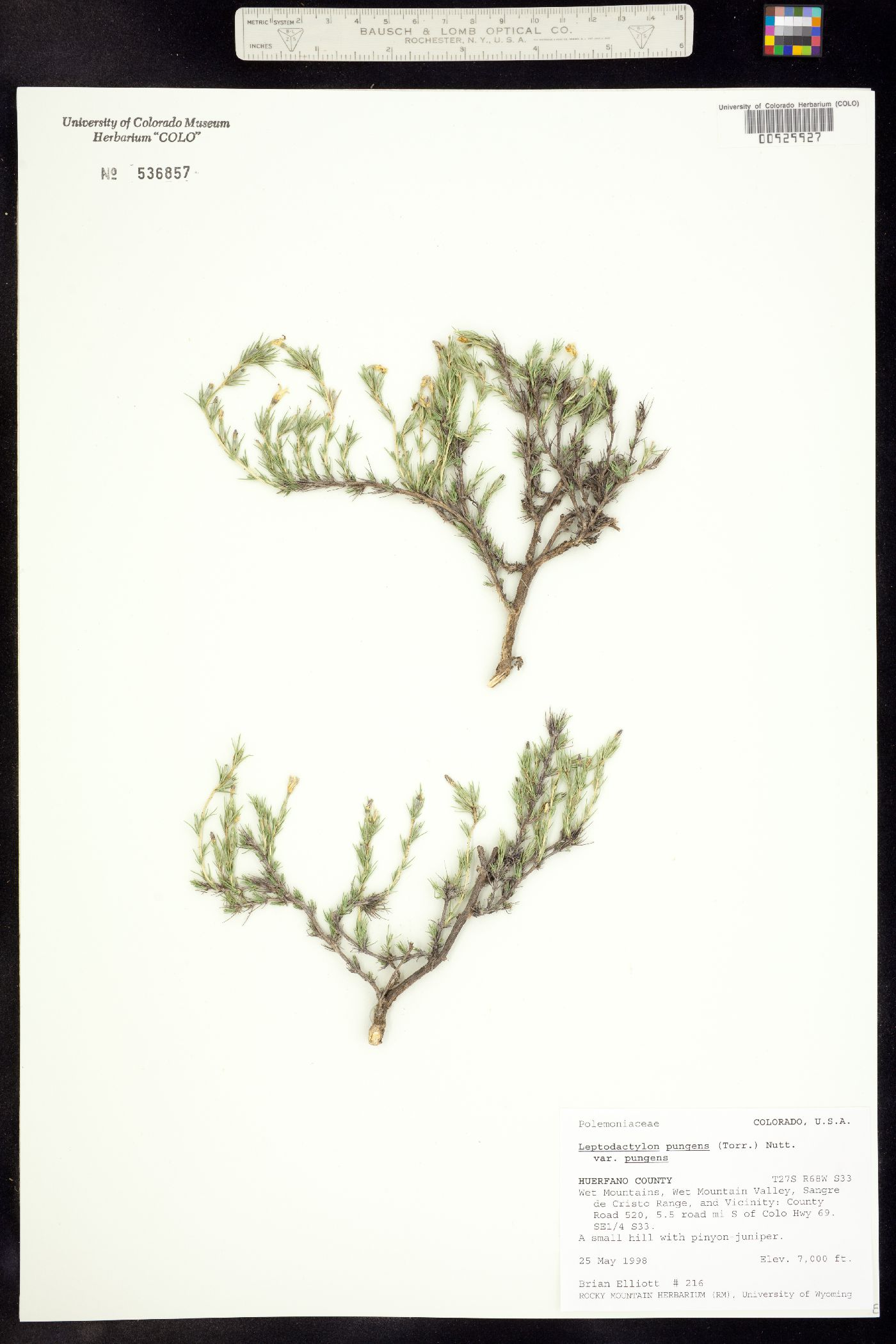 Linanthus pungens image