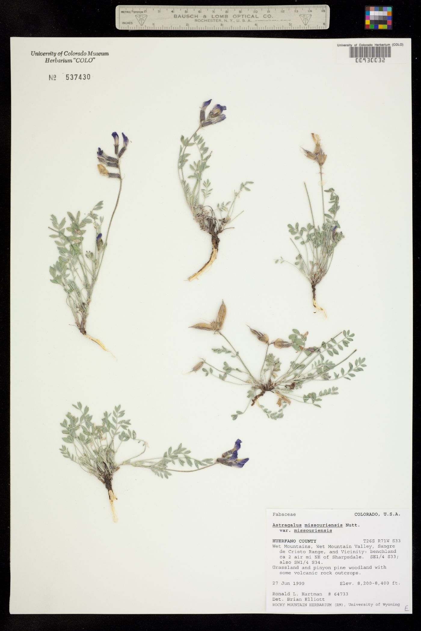 Astragalus missouriensis var. missouriensis image