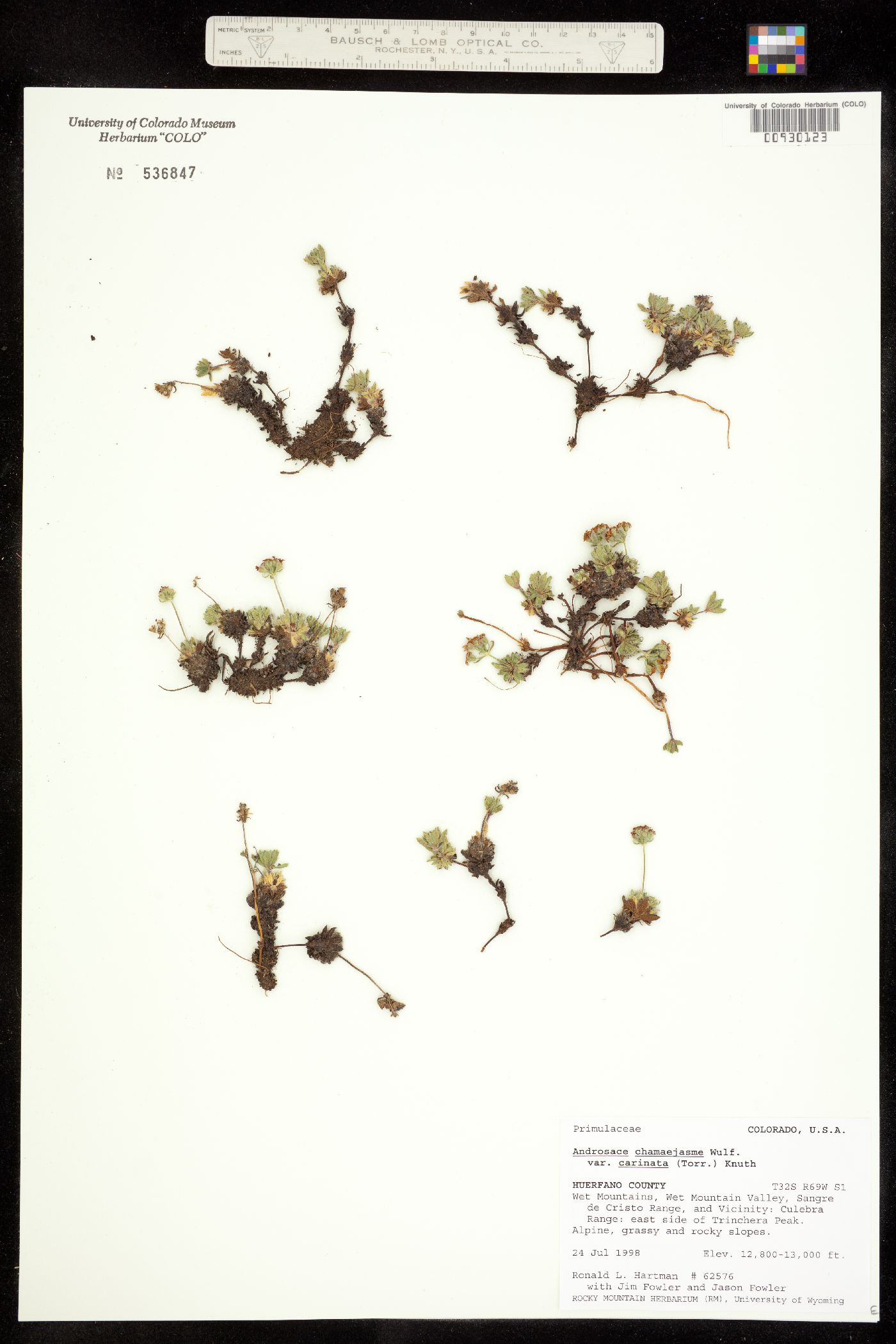 Androsace chamaejasme ssp. lehmanniana image