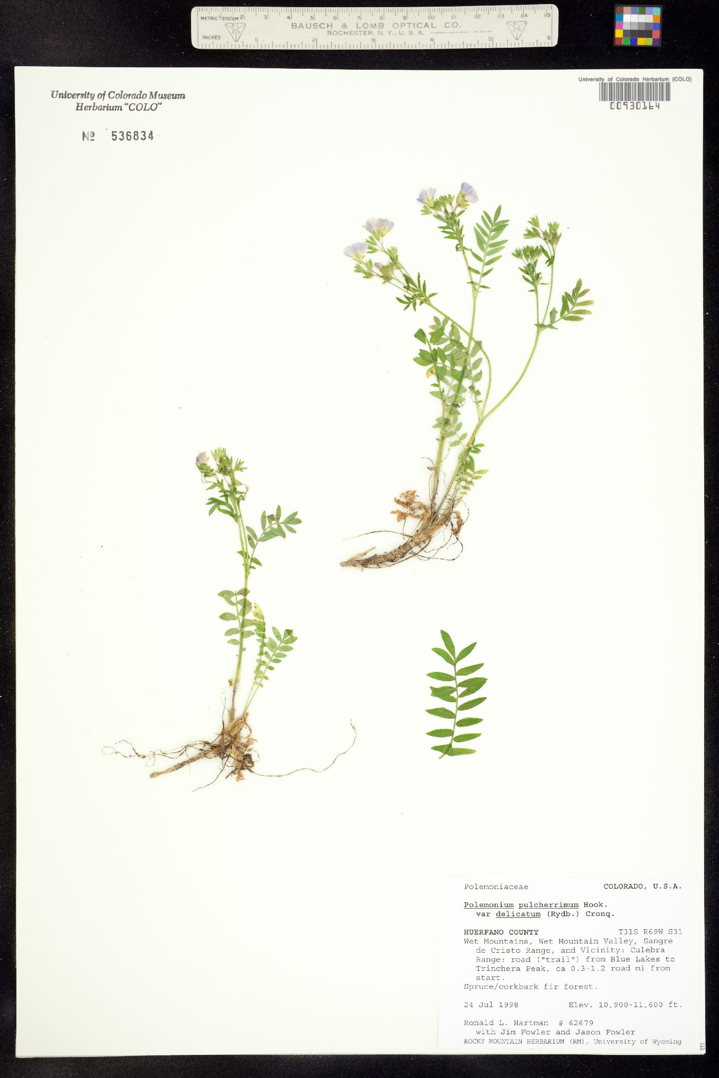 Polemonium pulcherrimum ssp. delicatum image