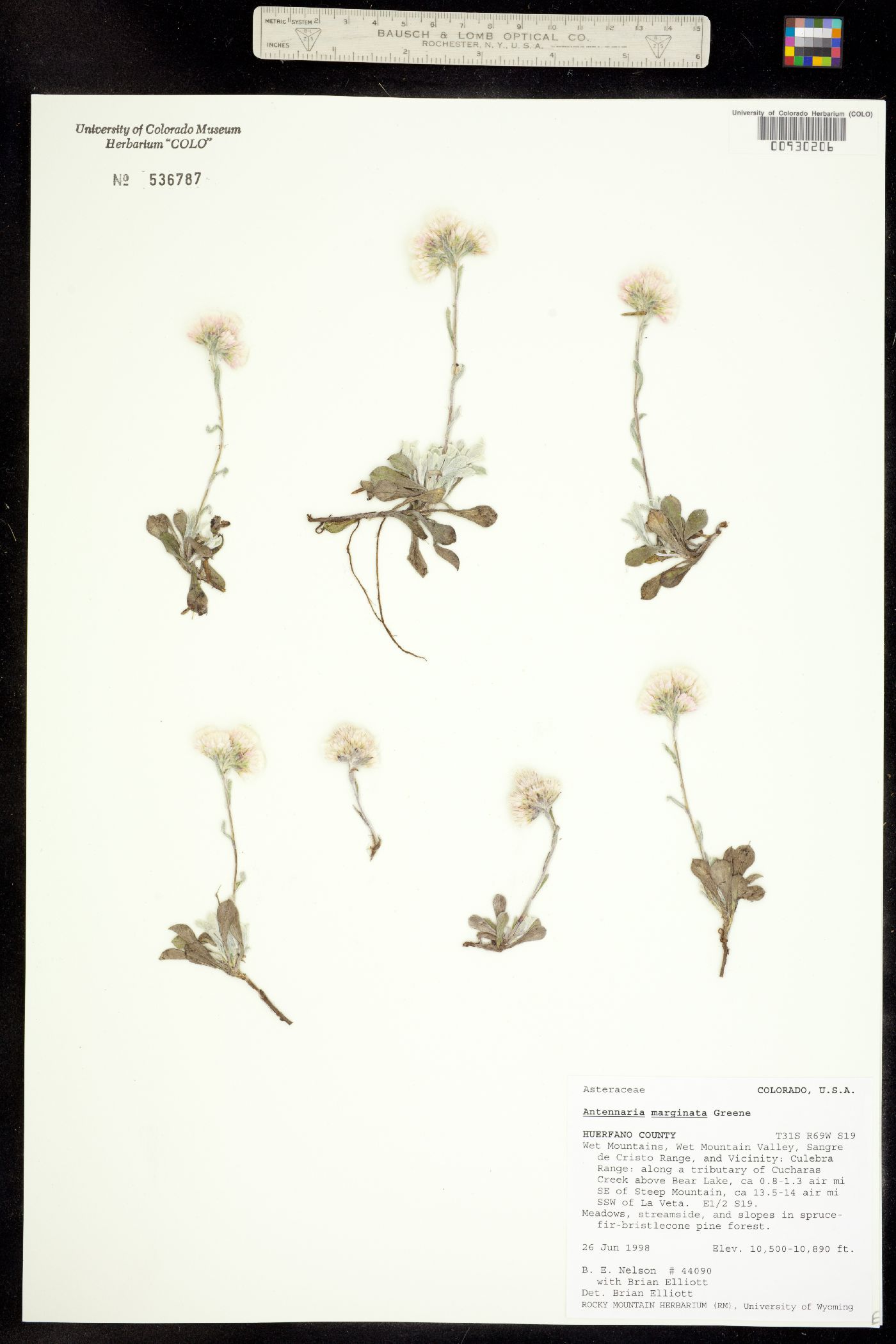 Antennaria marginata image