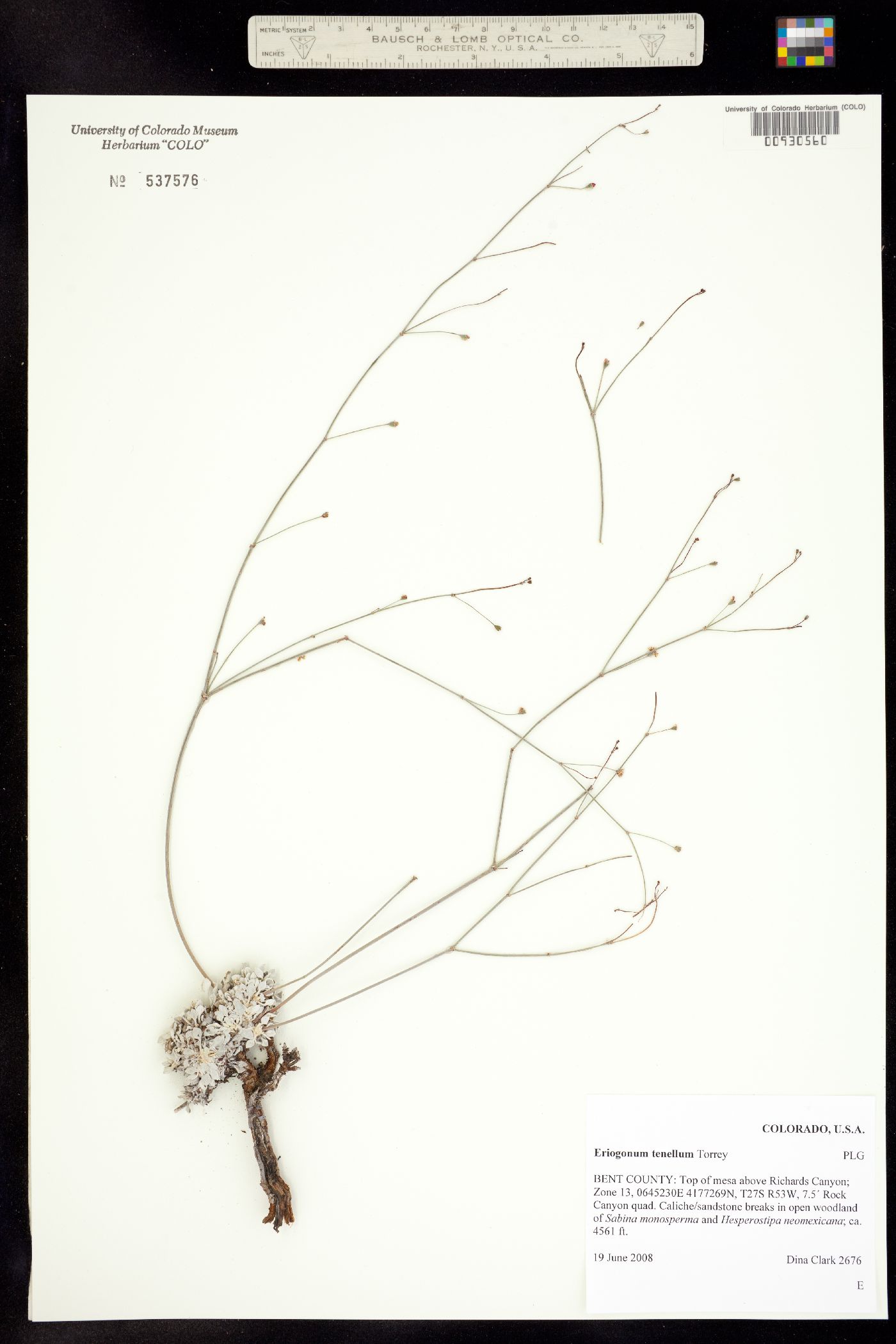 Eriogonum tenellum image