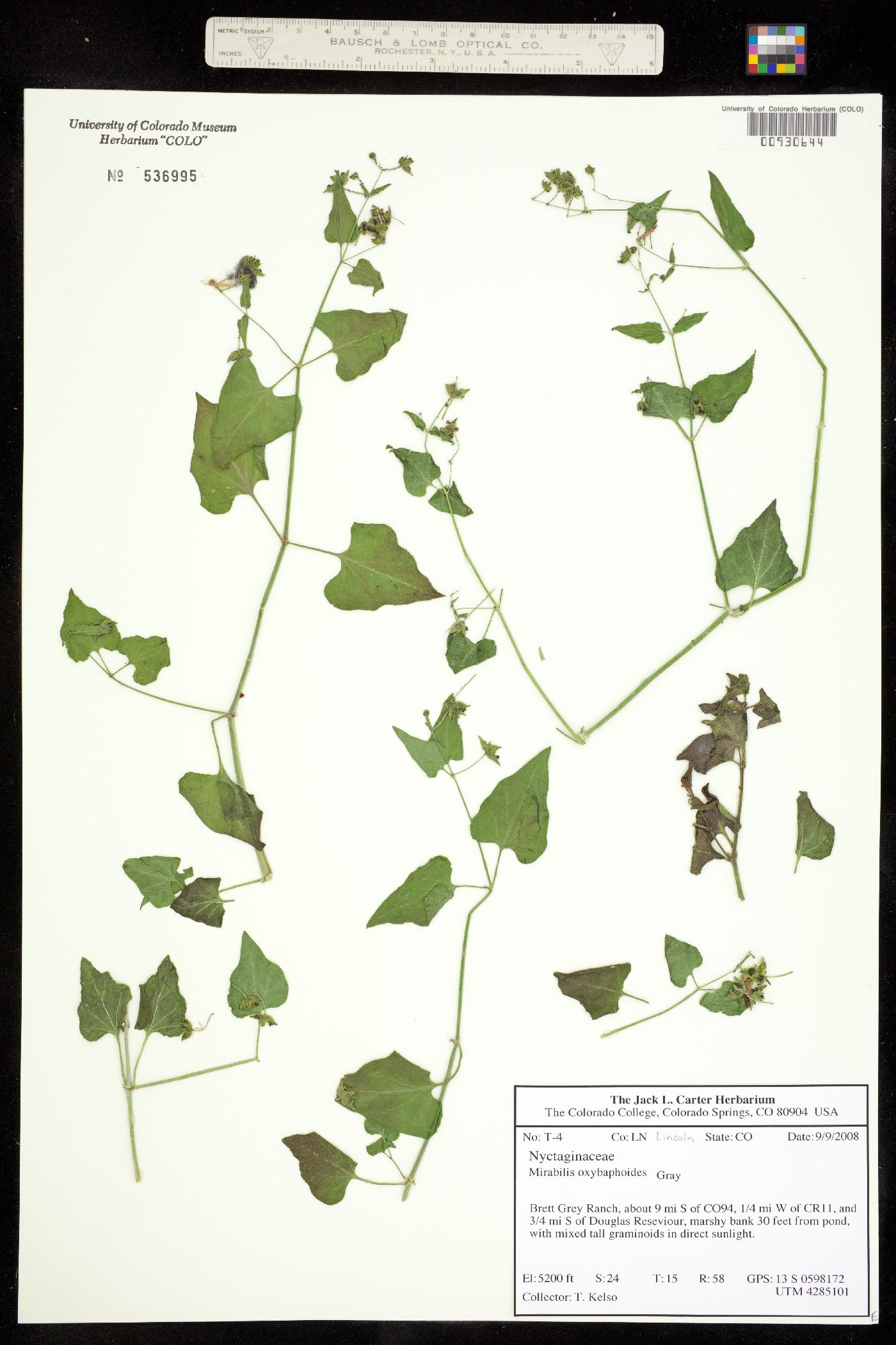 Mirabilis oxybaphoides image