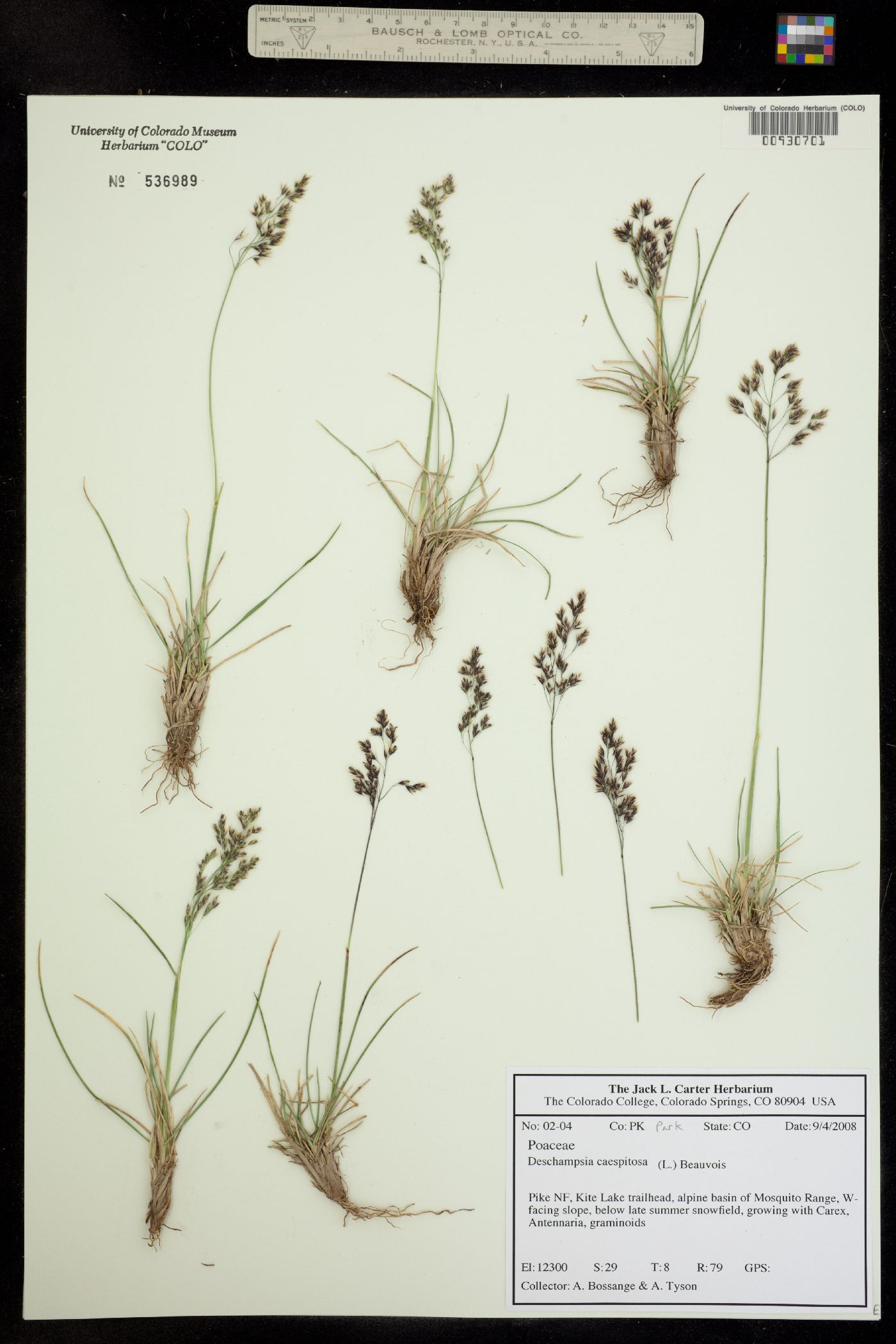 Deschampsia cespitosa image