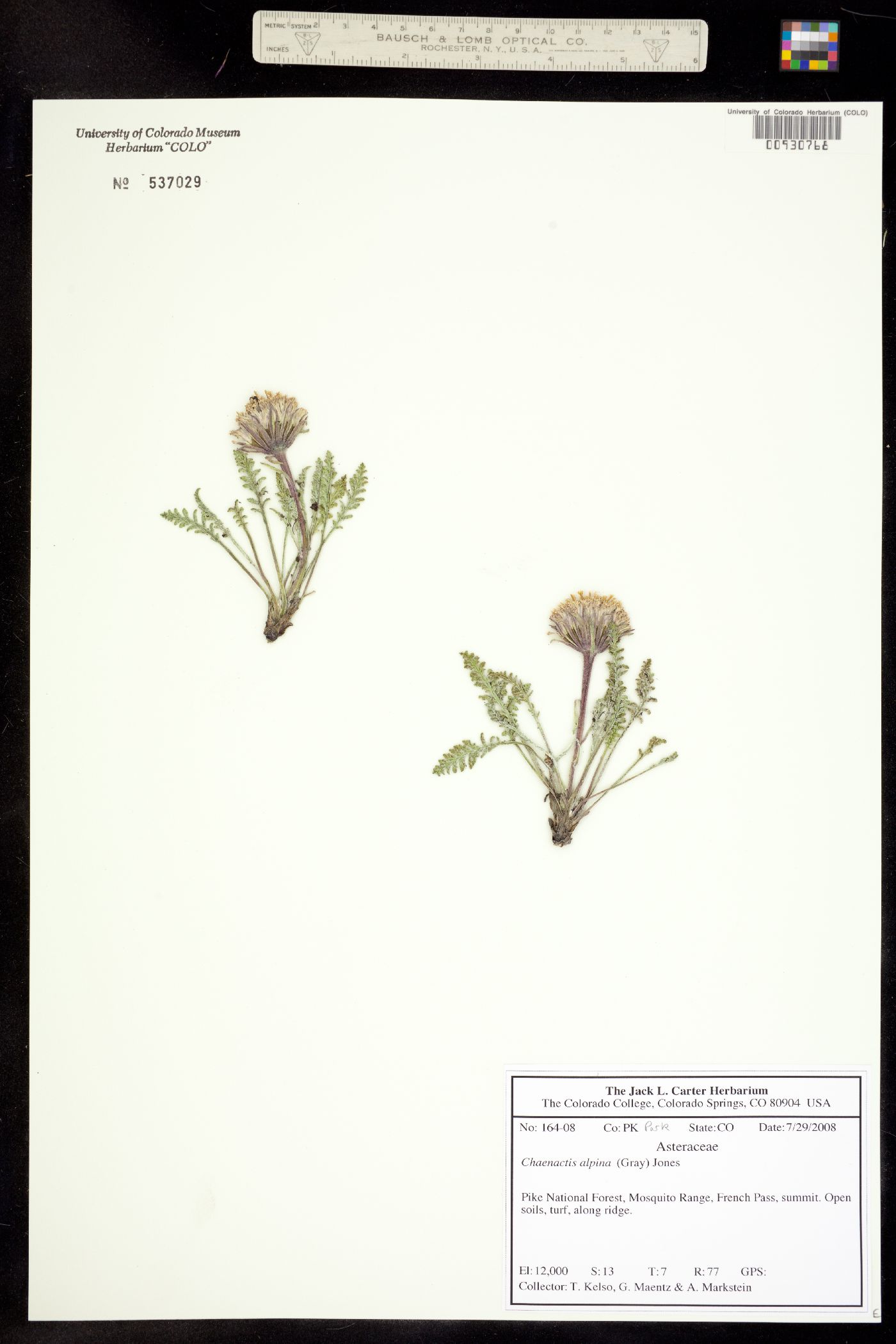 Chaenactis douglasii var. alpina image