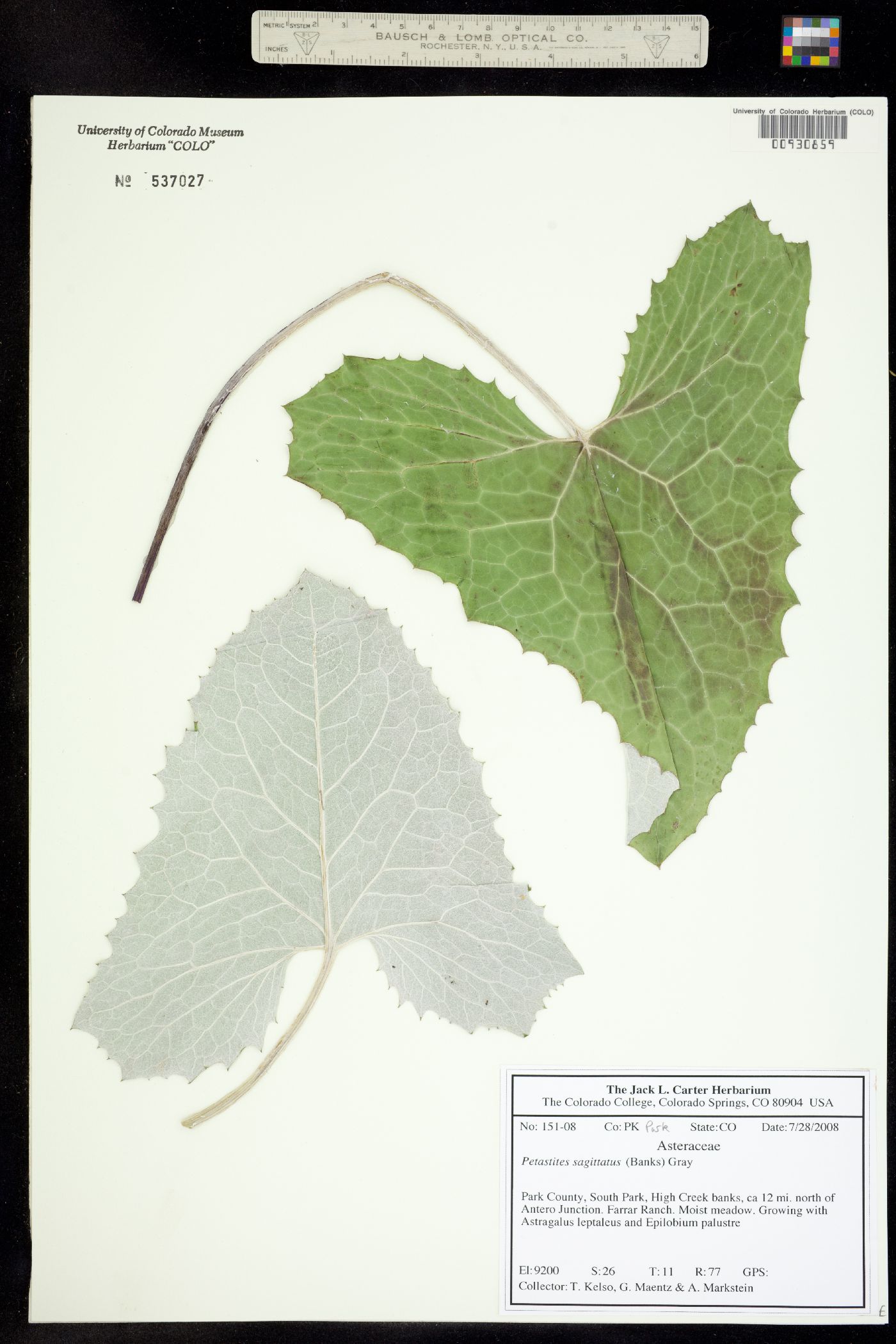 Petasites sagittata image