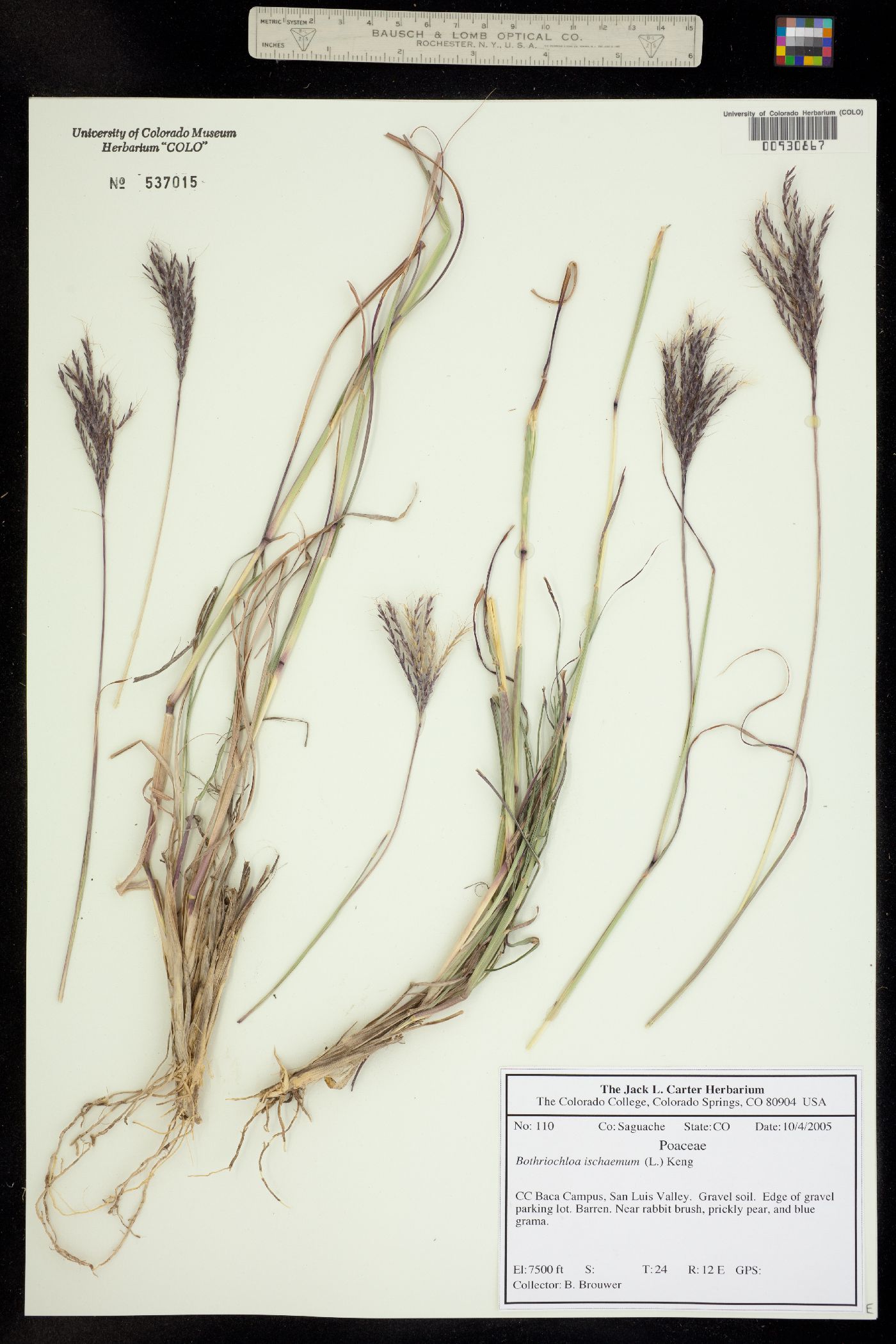 Bothriochloa ischaemum var. songarica image