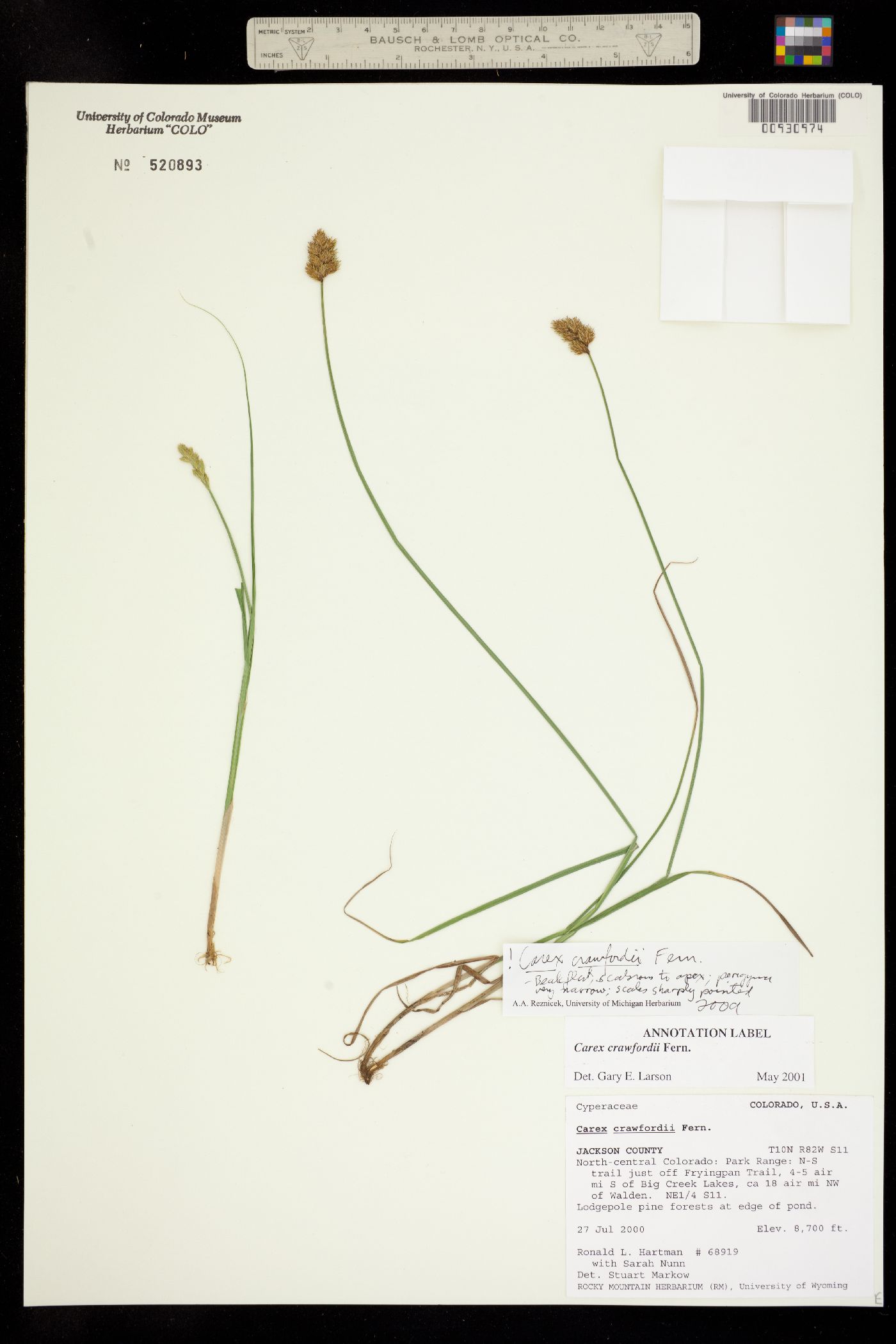Carex crawfordii image