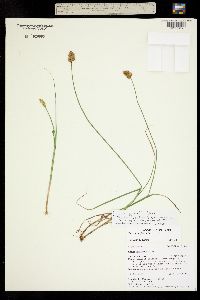 Image of Carex crawfordii