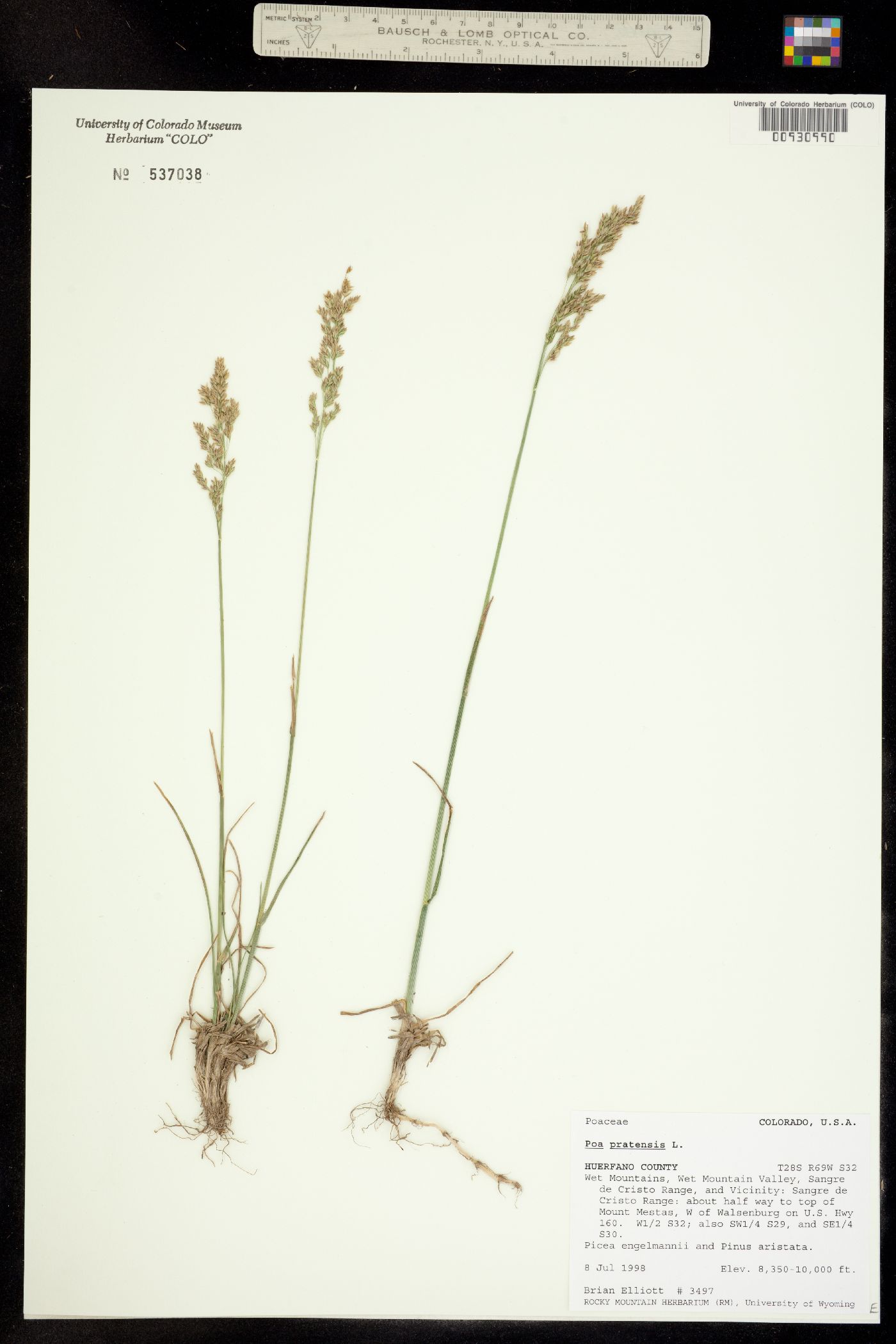 Poa pratensis image