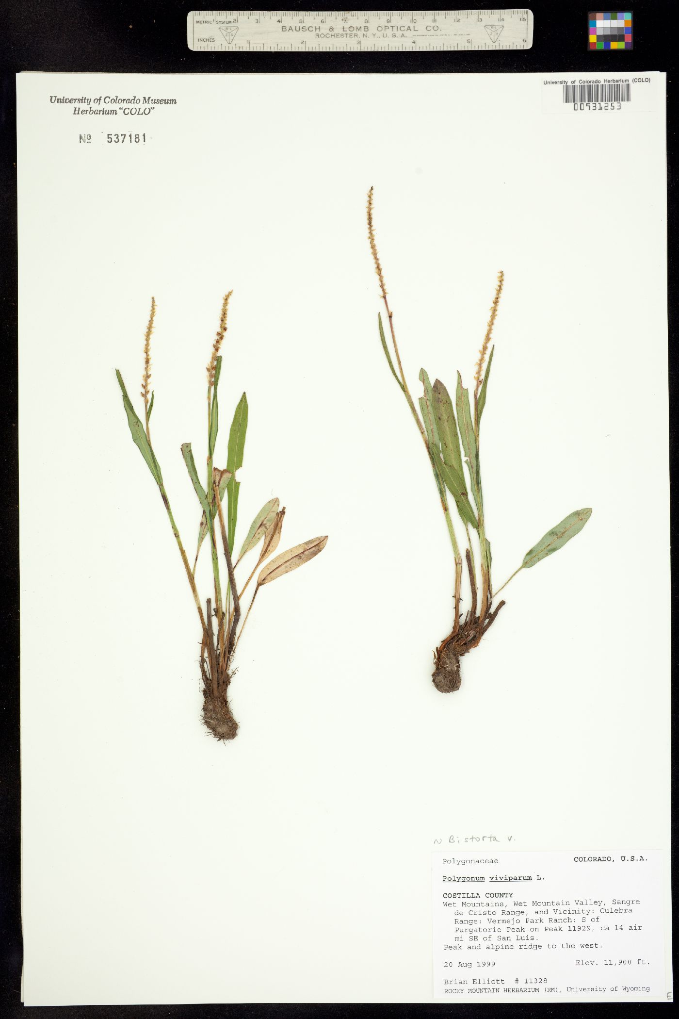 Bistorta image