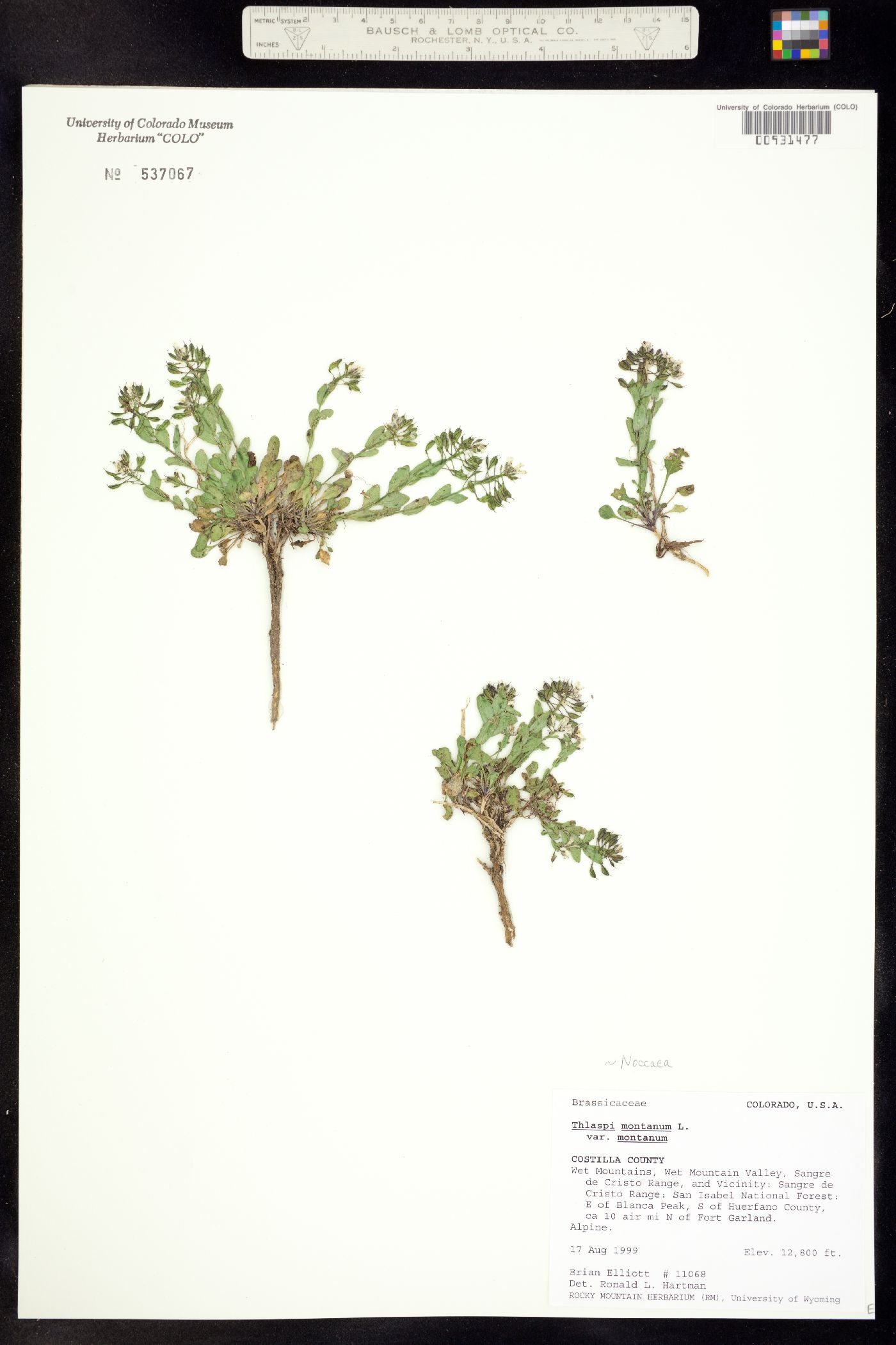Noccaea fendleri image