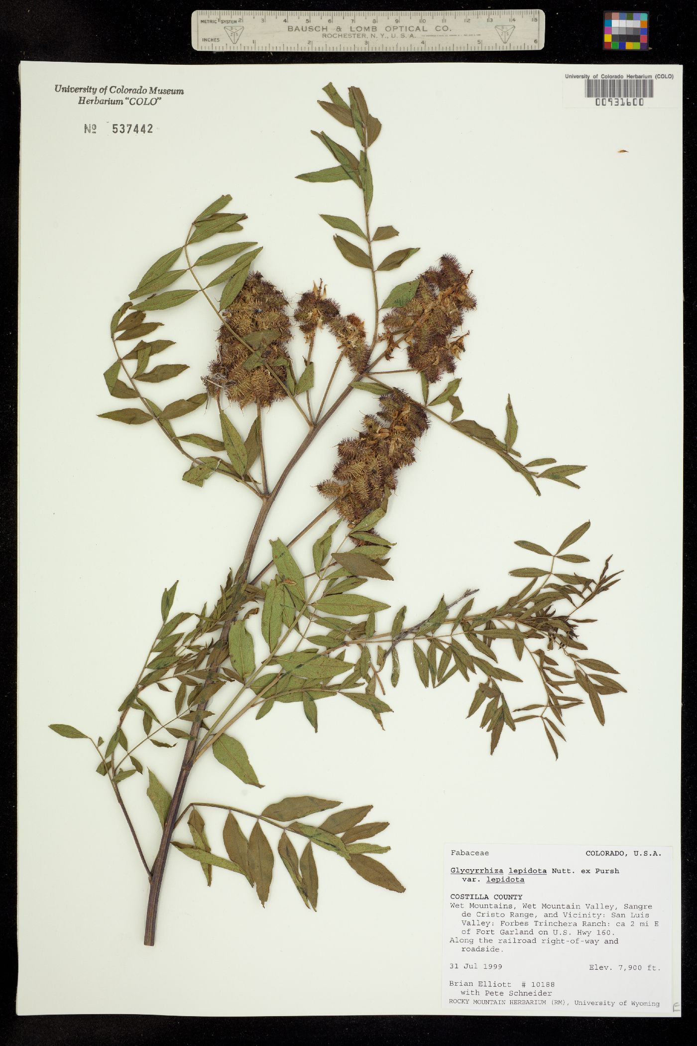 Glycyrrhiza lepidota image