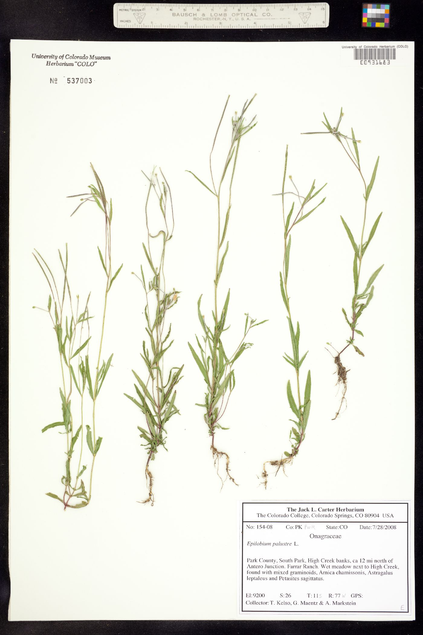 Epilobium palustre image