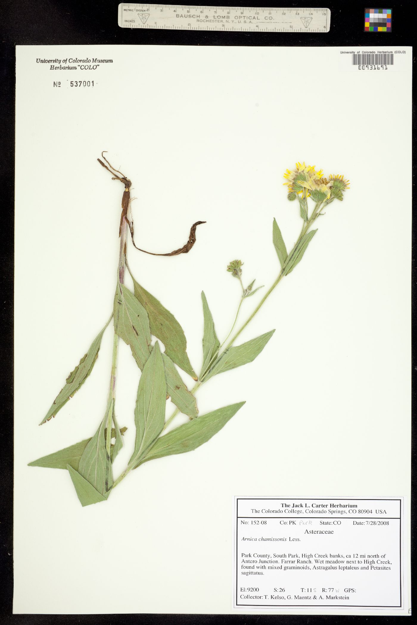 Arnica chamissonis image