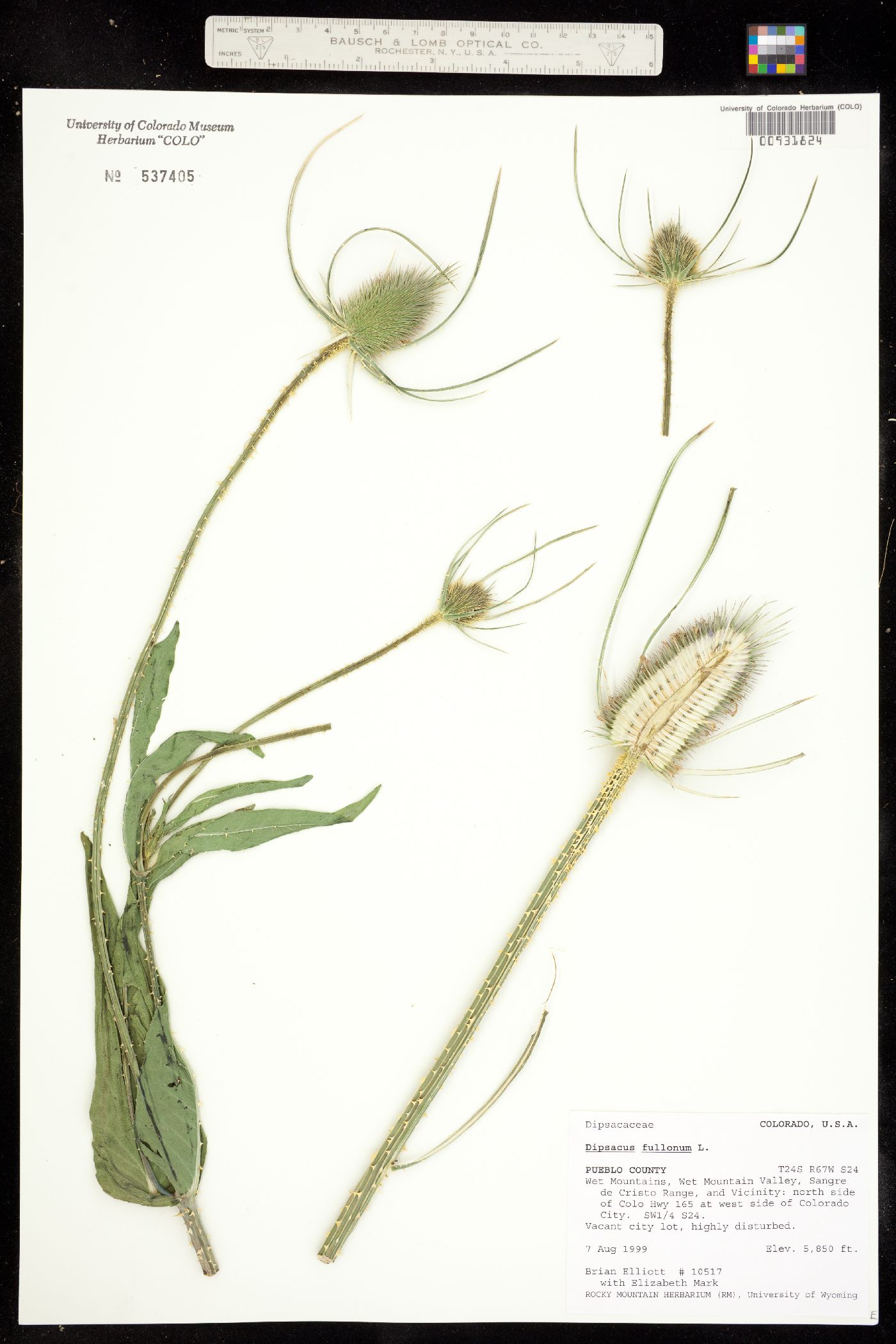 Dipsacus fullonum image