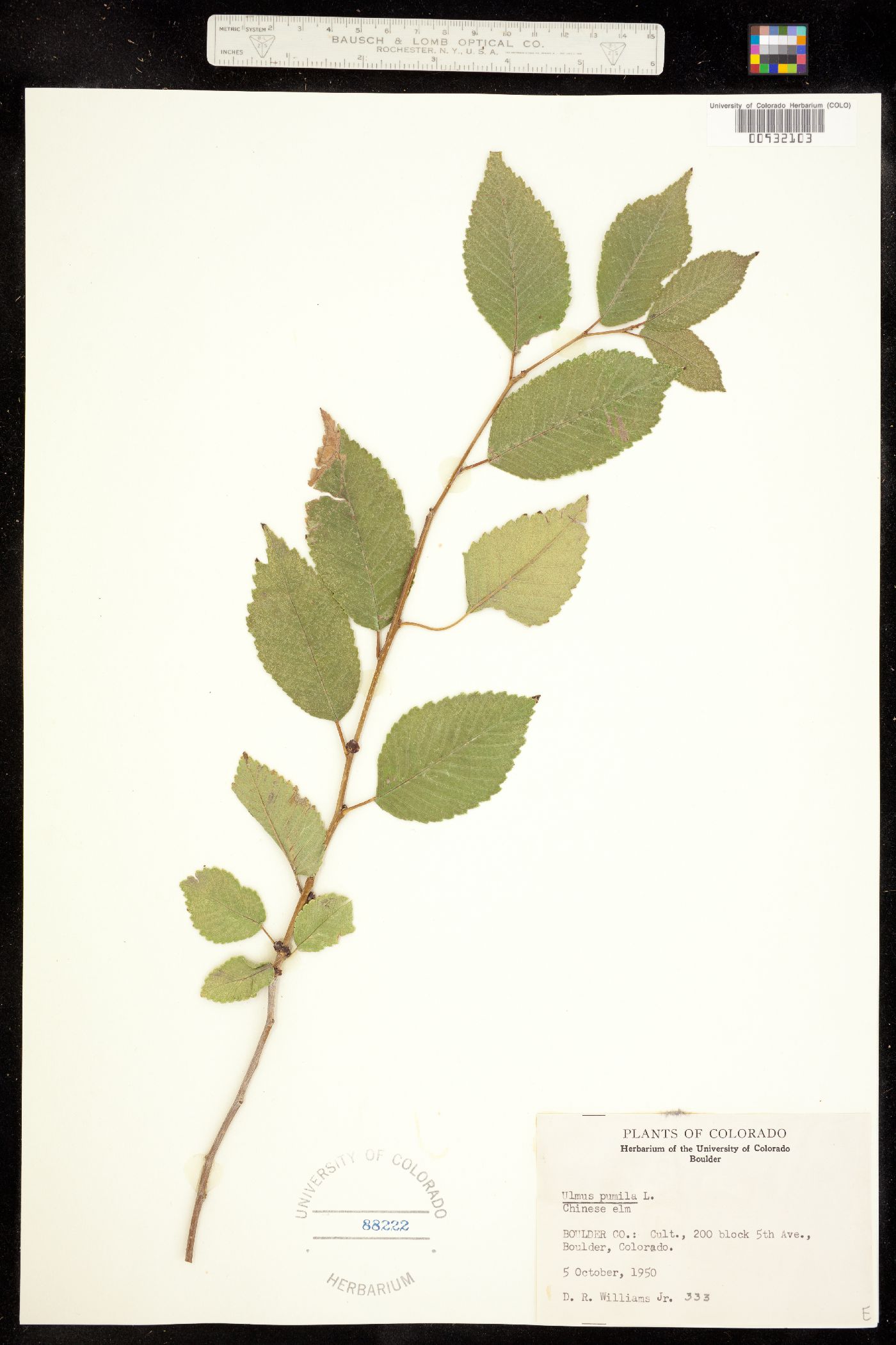 Ulmus pumila image