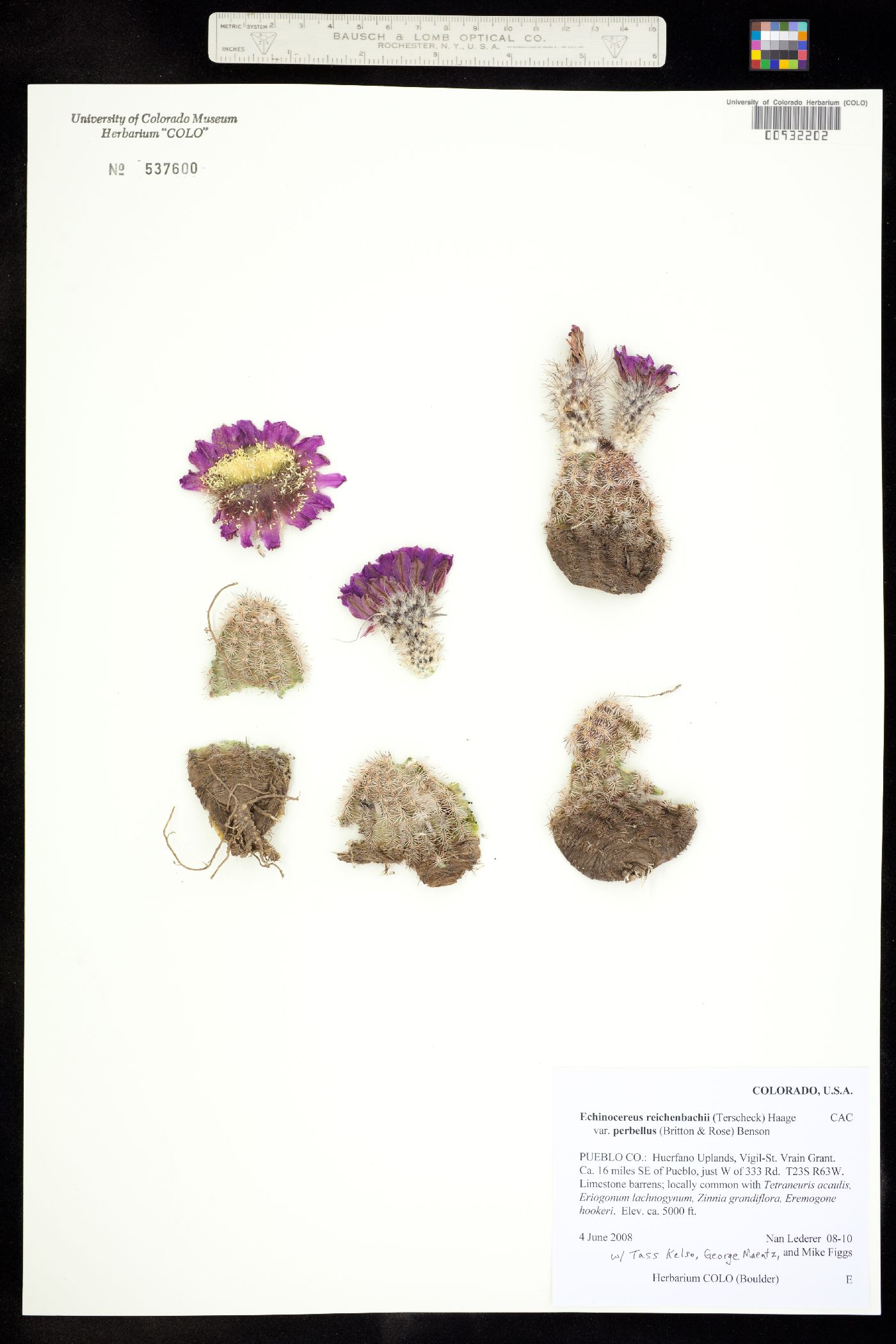 Echinocereus reichenbachii image