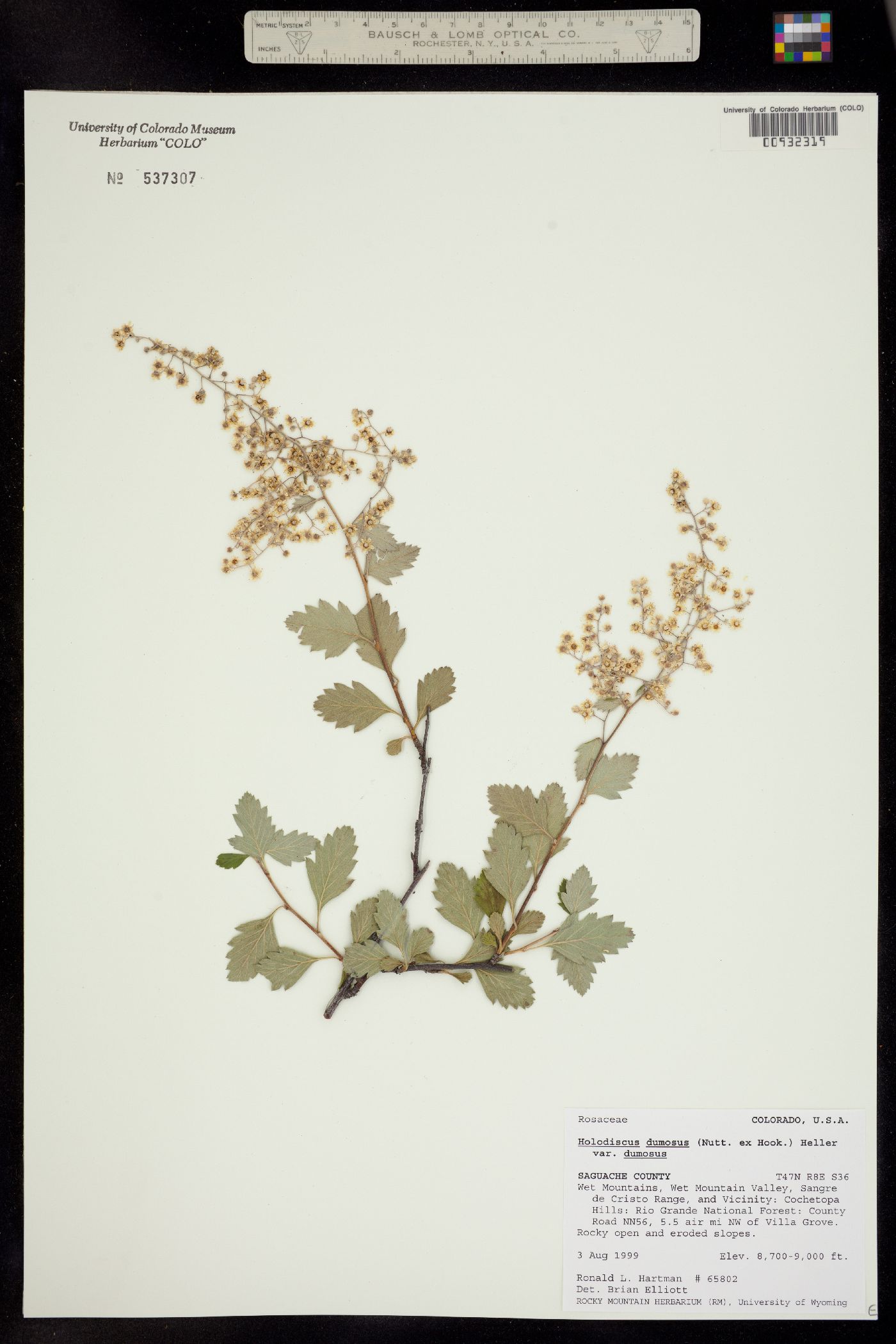 Holodiscus discolor var. dumosus image