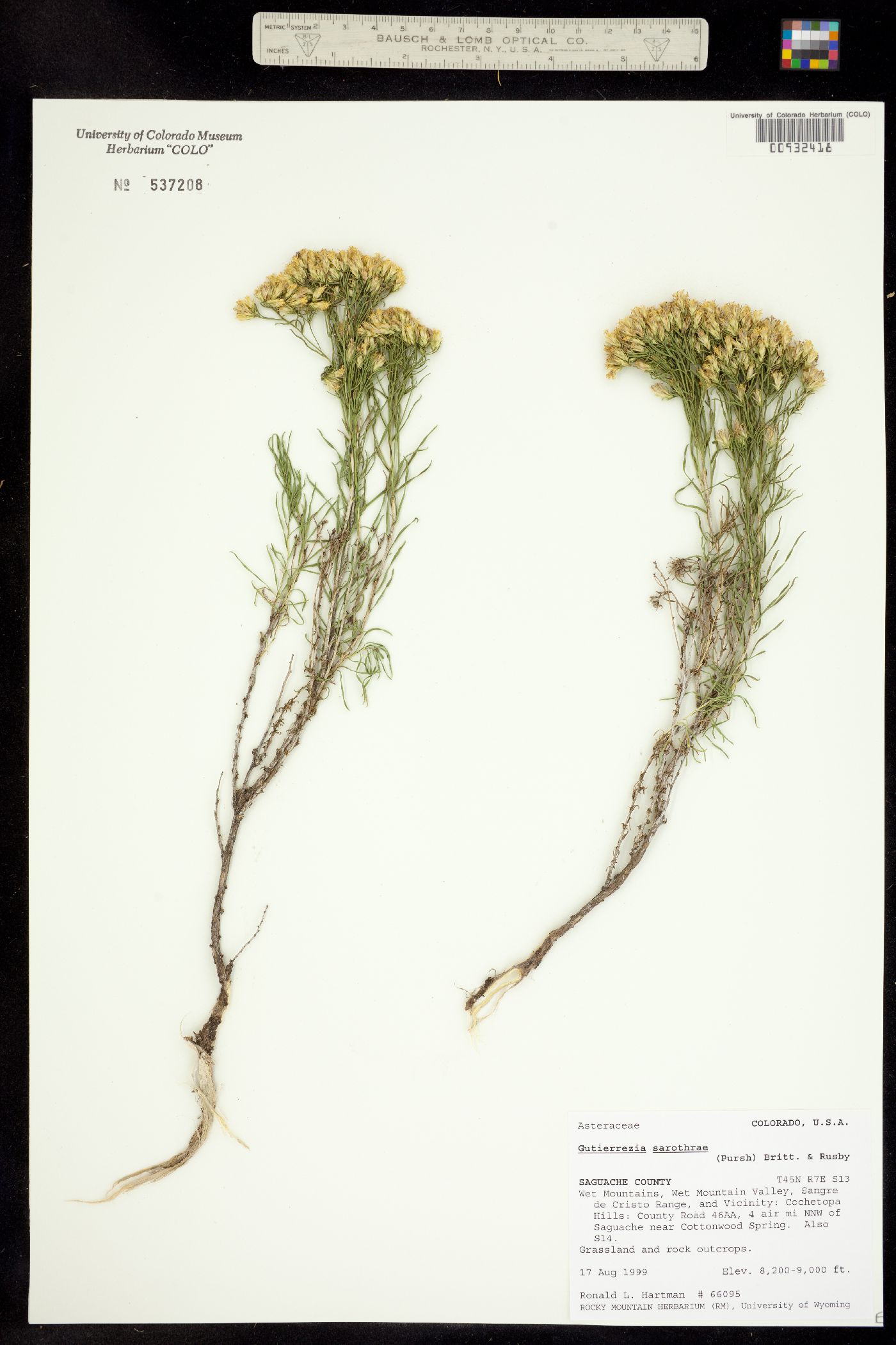 Gutierrezia sarothrae image
