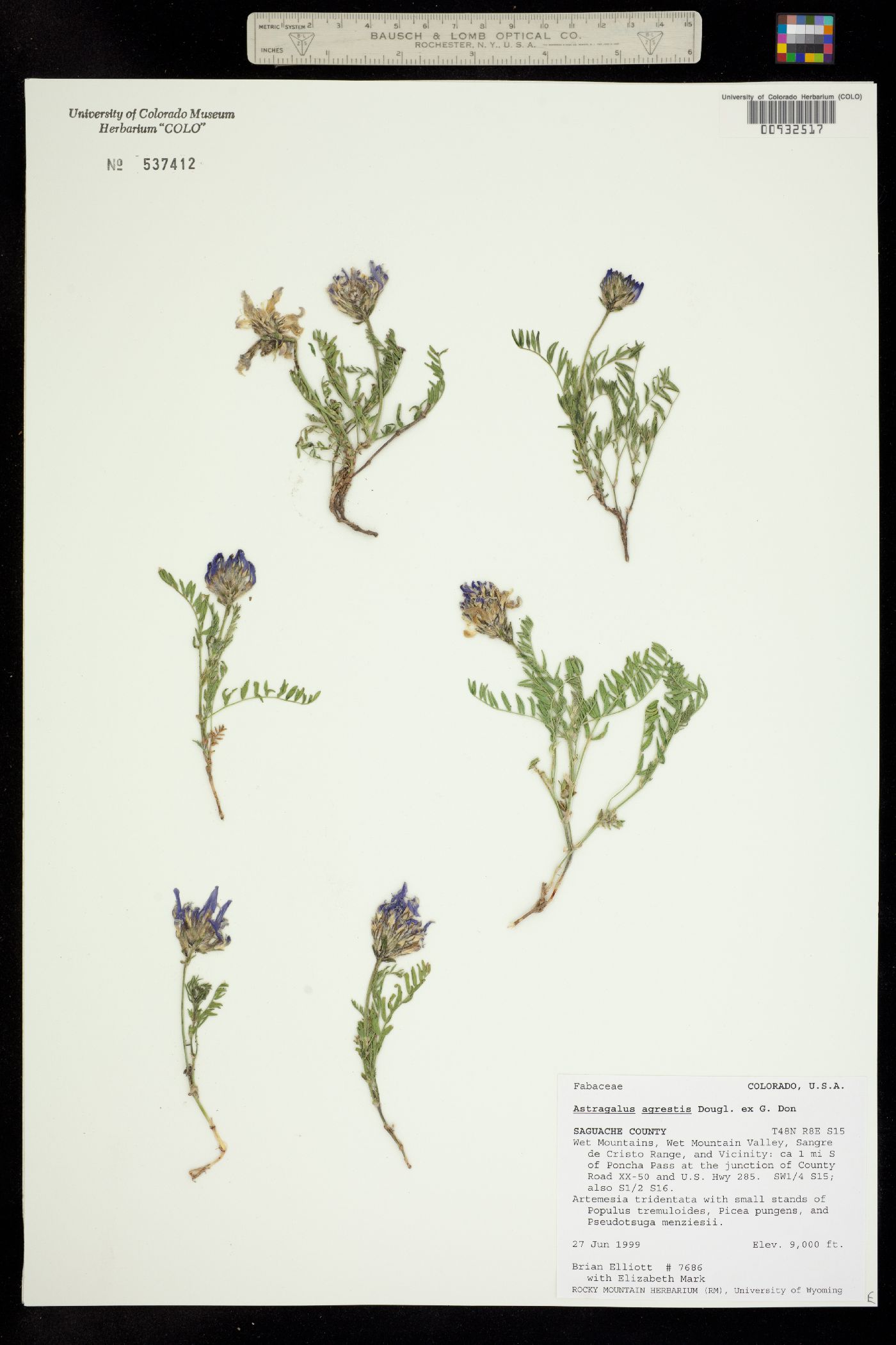 Astragalus agrestis image