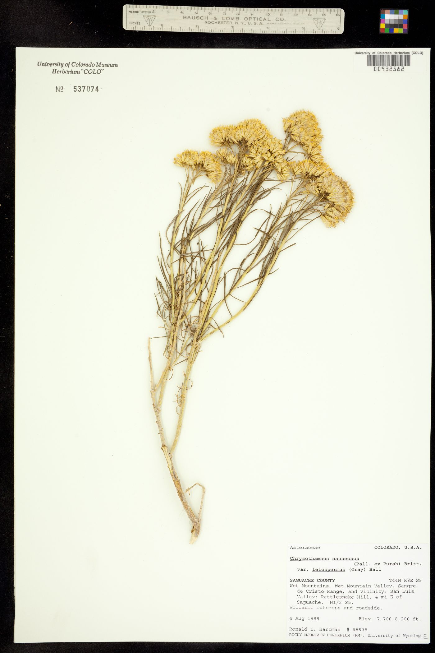Chrysothamnus nauseosus ssp. leiospermus image