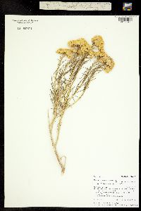 Chrysothamnus nauseosus ssp. leiospermus image