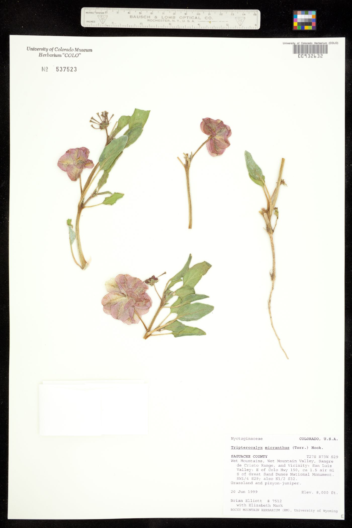 Tripterocalyx micranthus image