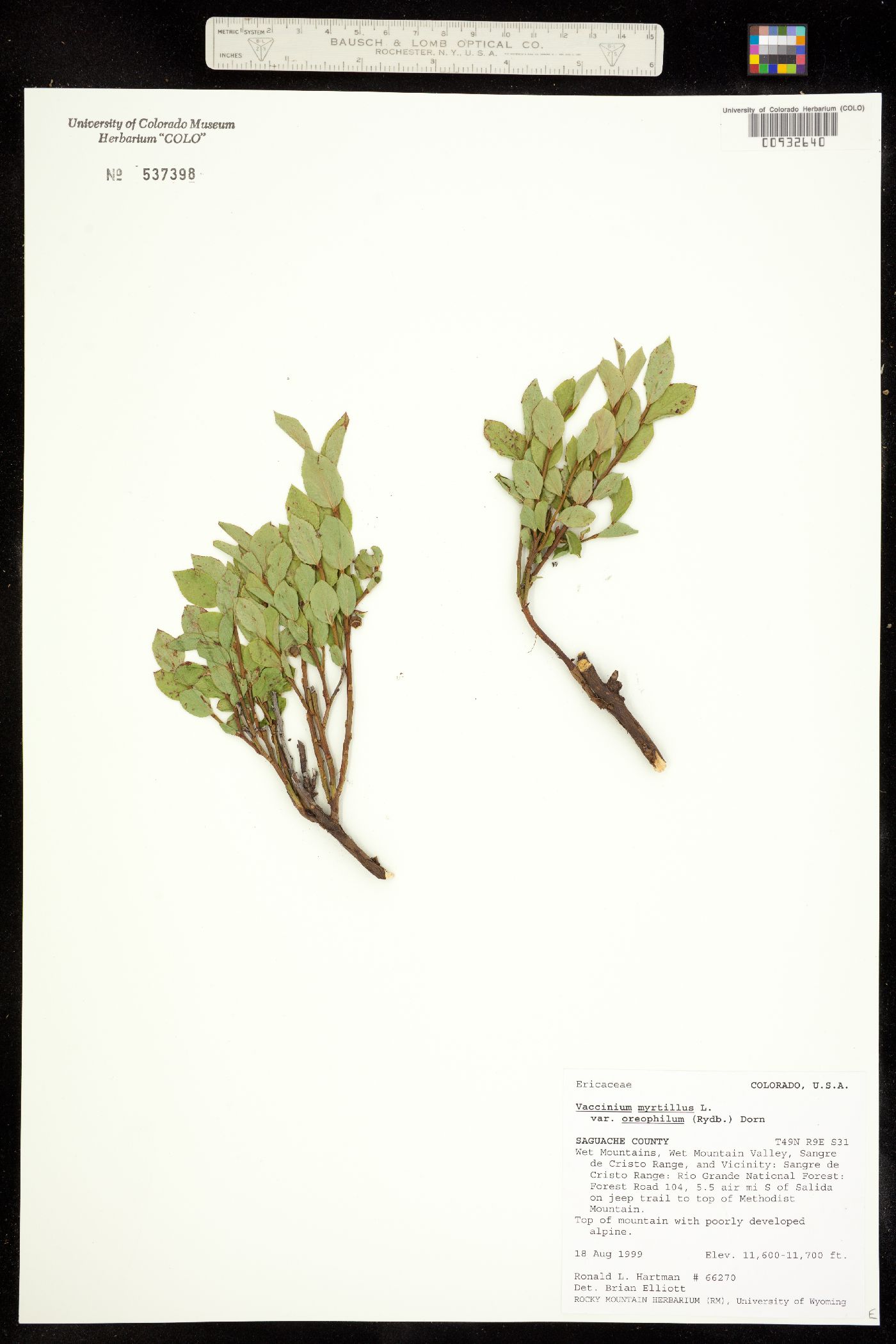 Vaccinium myrtillus image