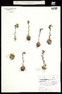 Saxifraga flagellaris ssp. crandallii image