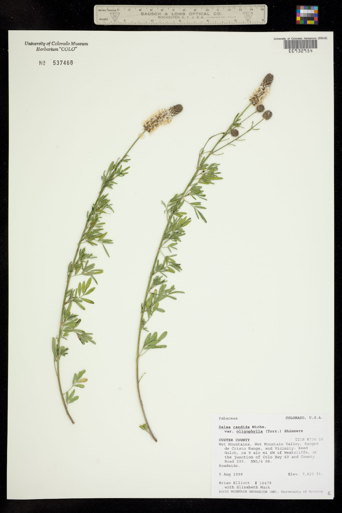 Dalea candida var. oligophylla image