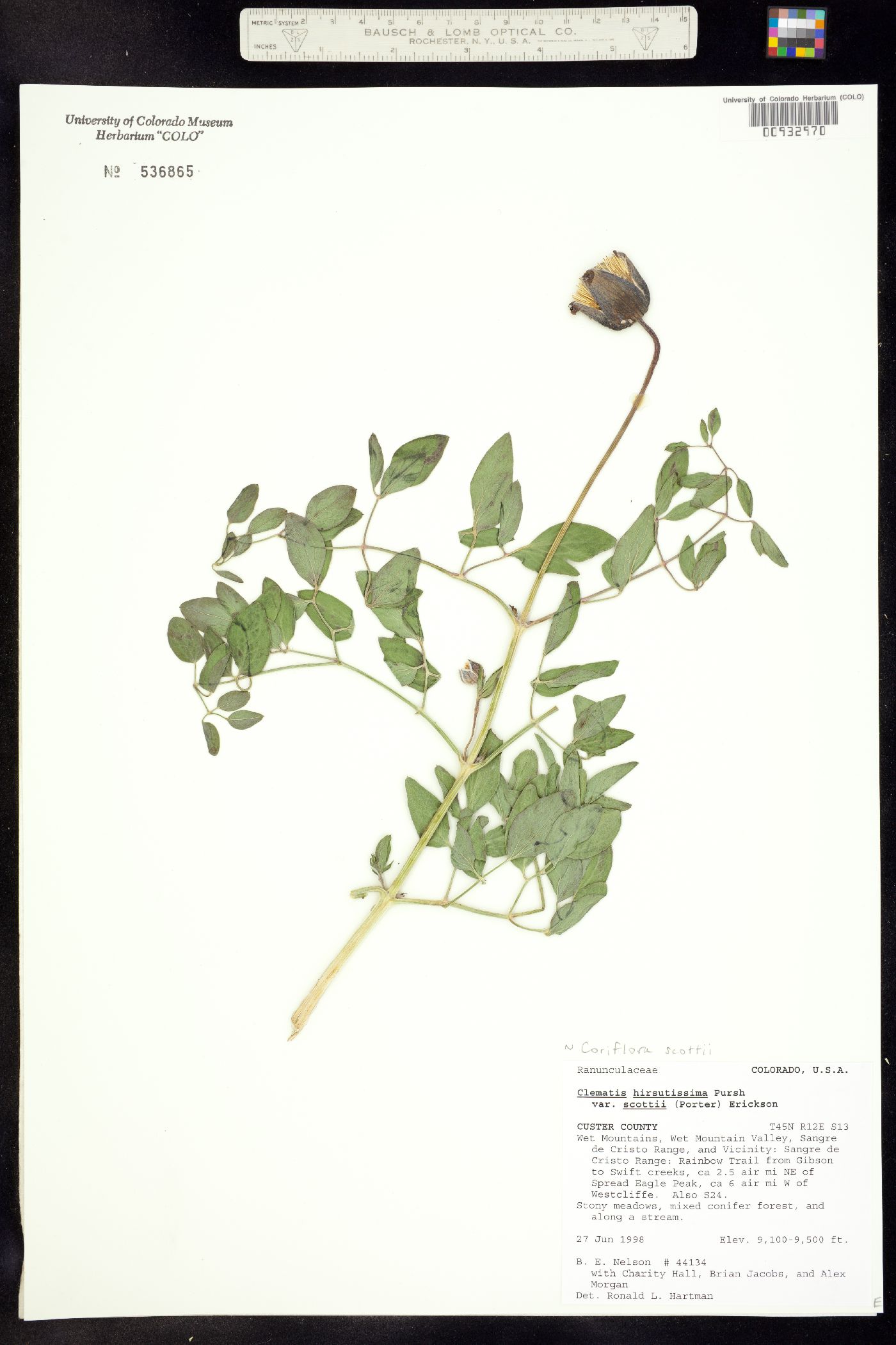 Clematis hirsutissima var. scottii image