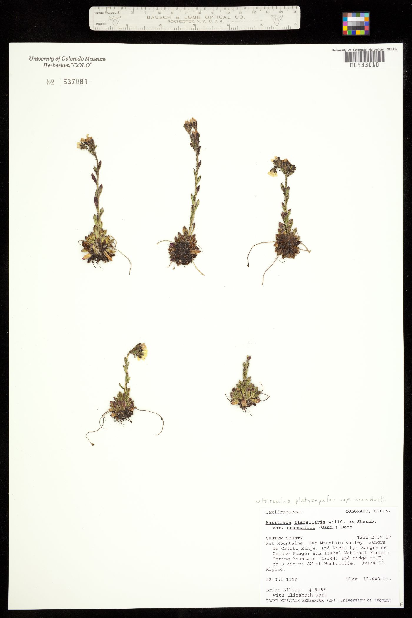 Saxifraga flagellaris image