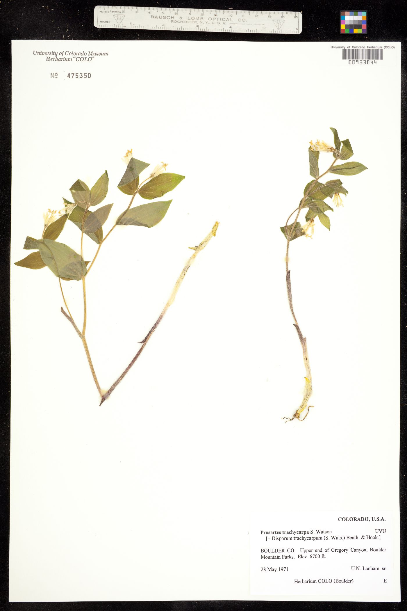 Prosartes trachycarpa image