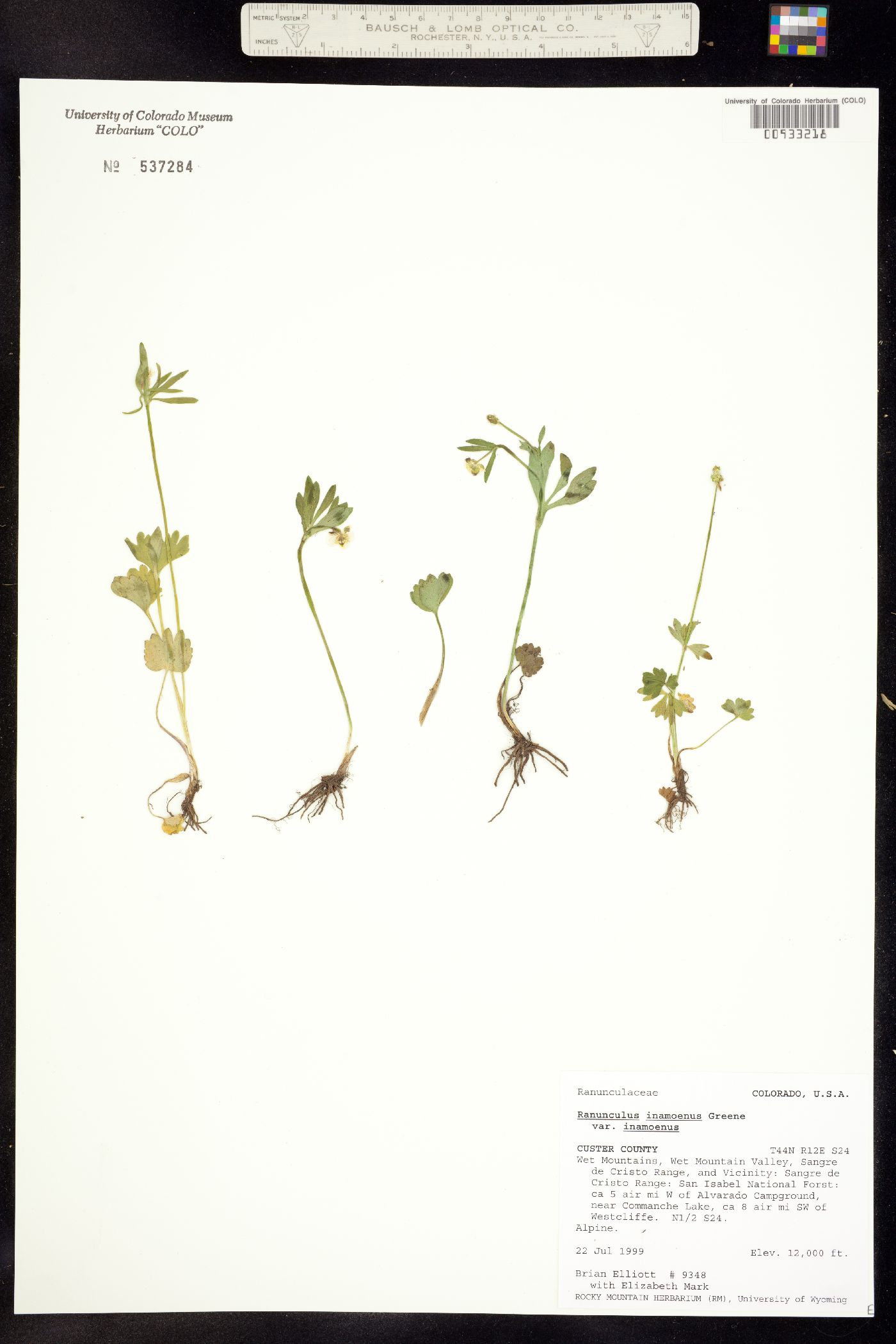 Ranunculus image